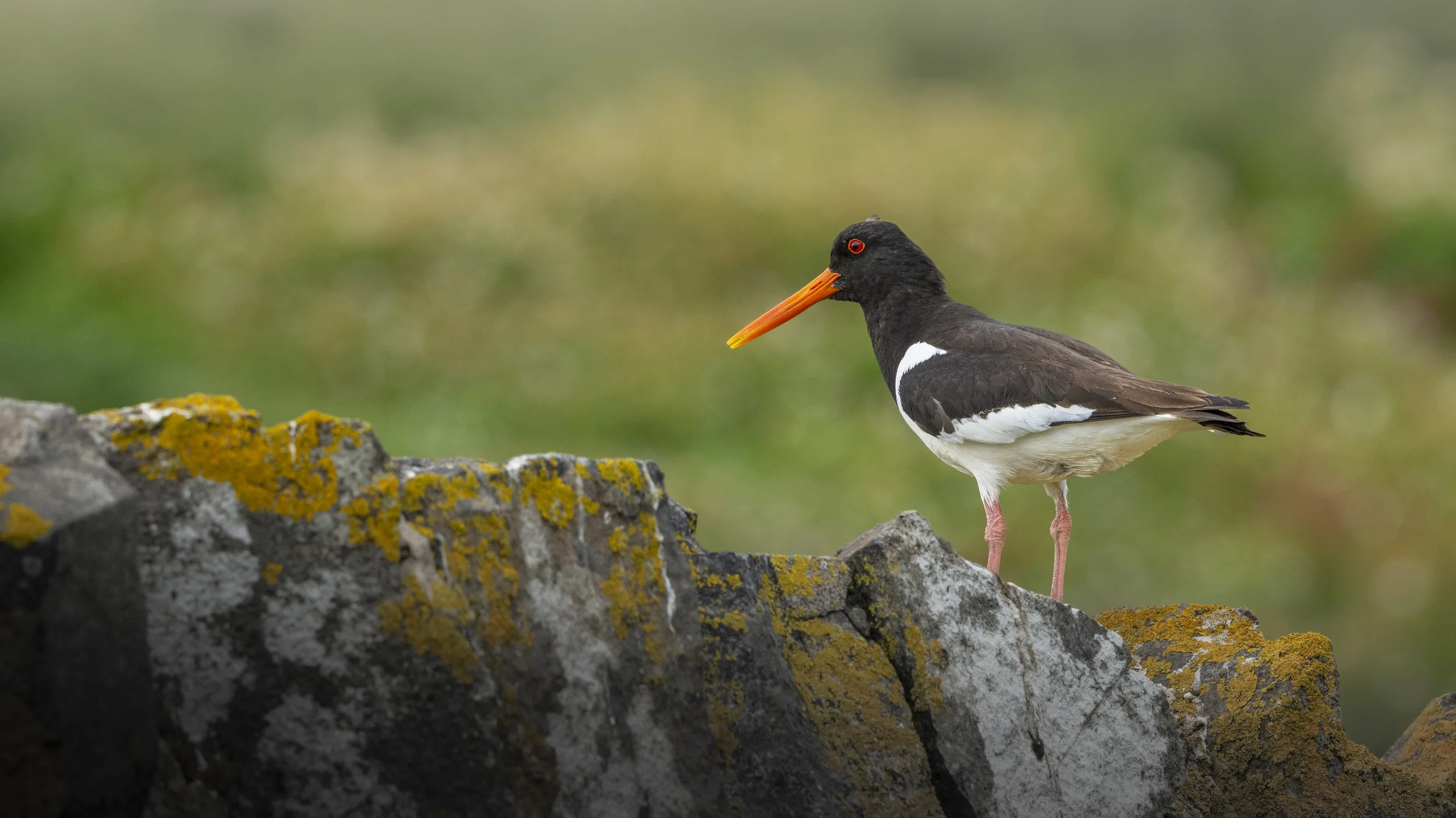 GB Coast 25 (4365).JPG