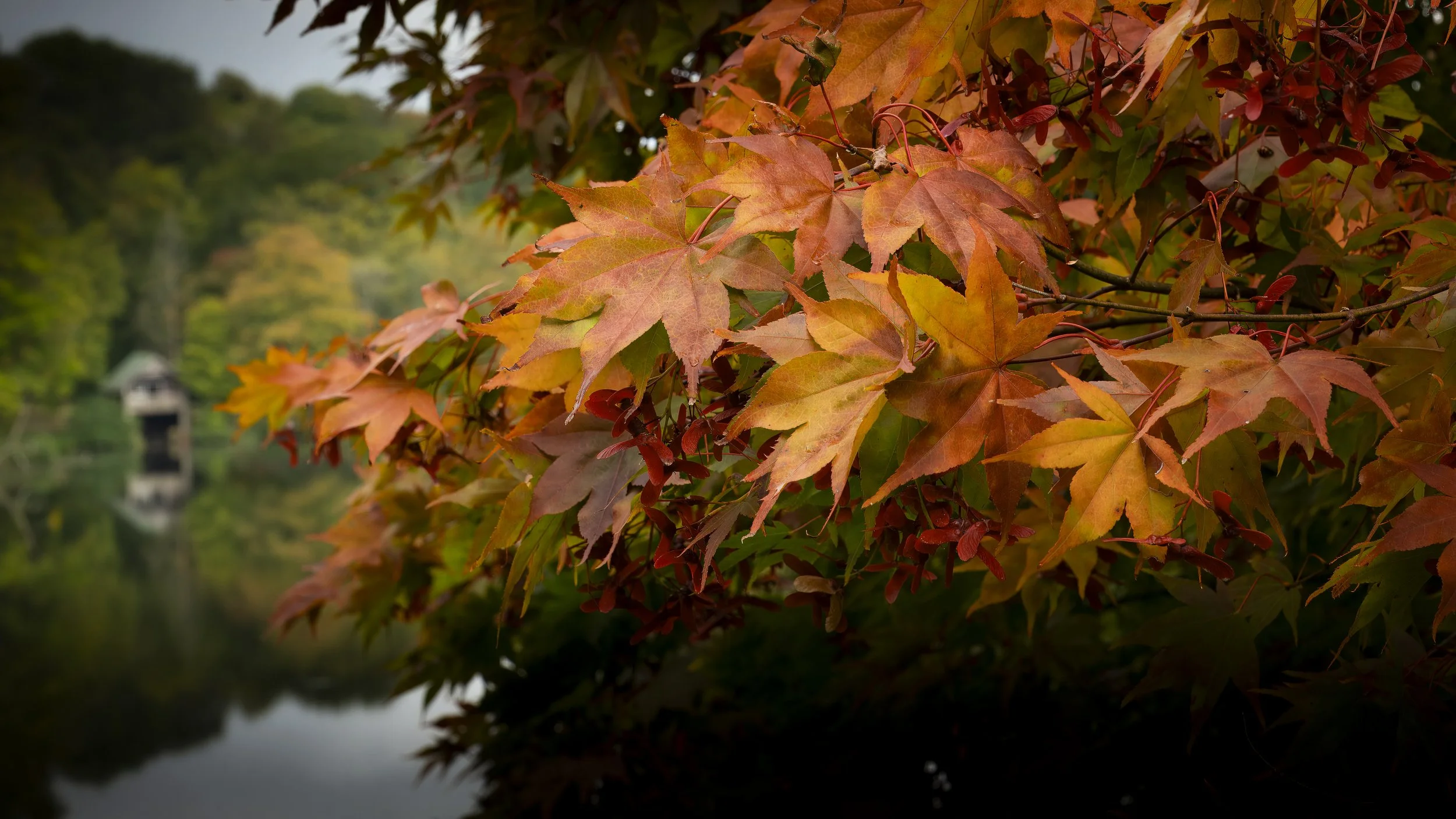 Winkworth Arboretum - Oct 2025 (12).JPG