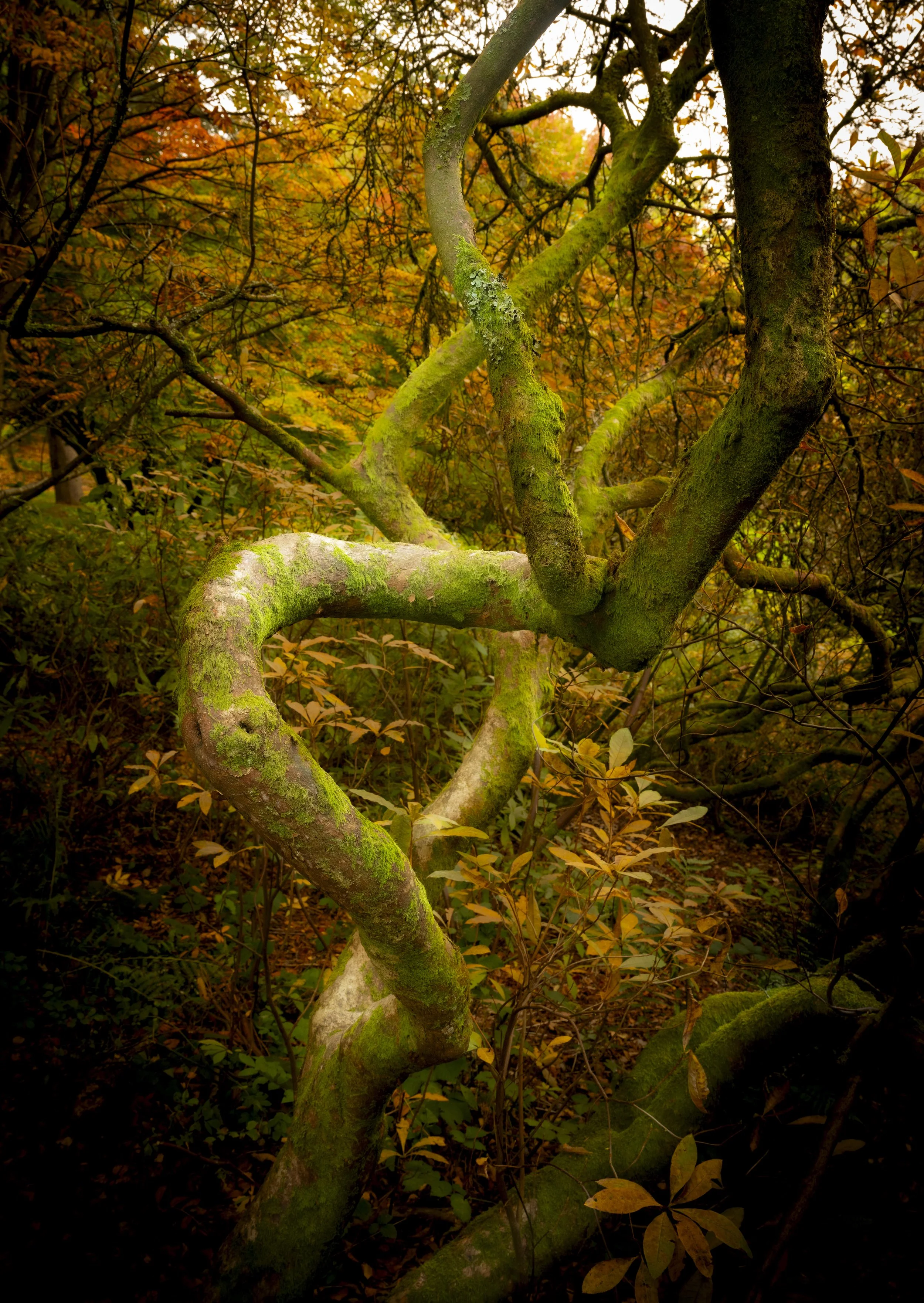 Winkworth Arboretum - Oct 2025 (4).JPG