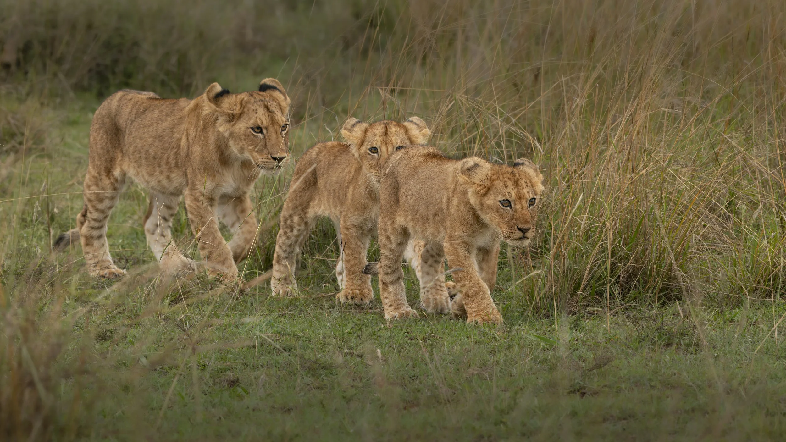 Safari Mara 2025 (532).JPG