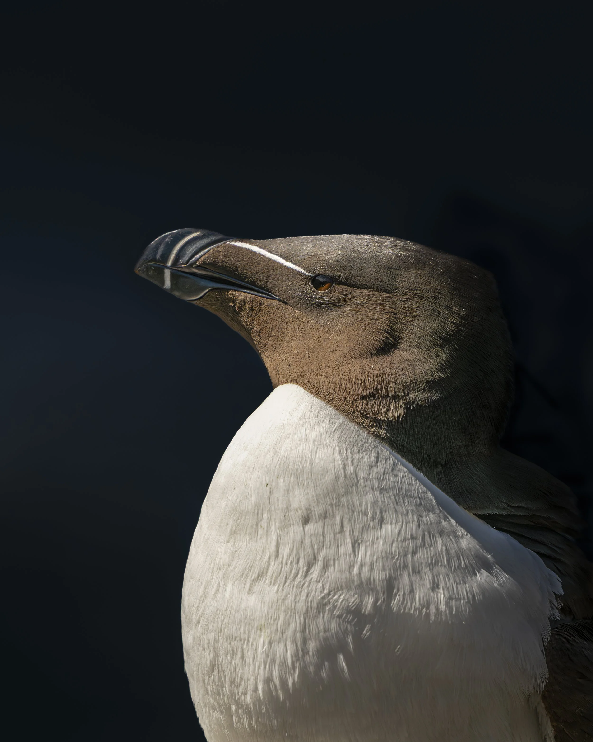 GB Coast 25 (3917).JPG