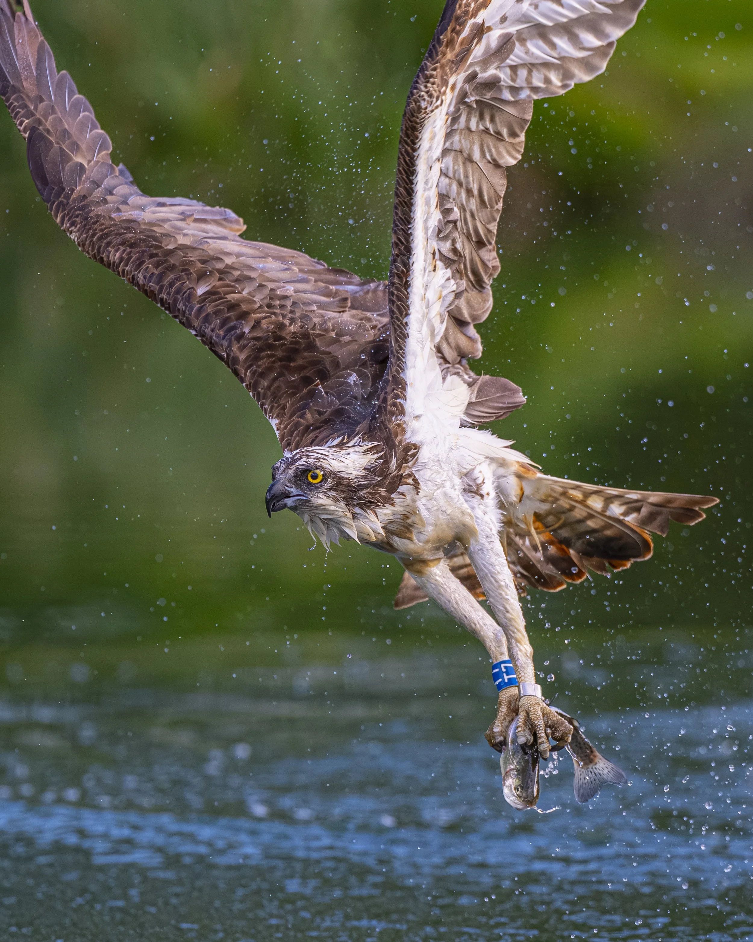 Horn Mill Ospreys - May 25 (814).jpg
