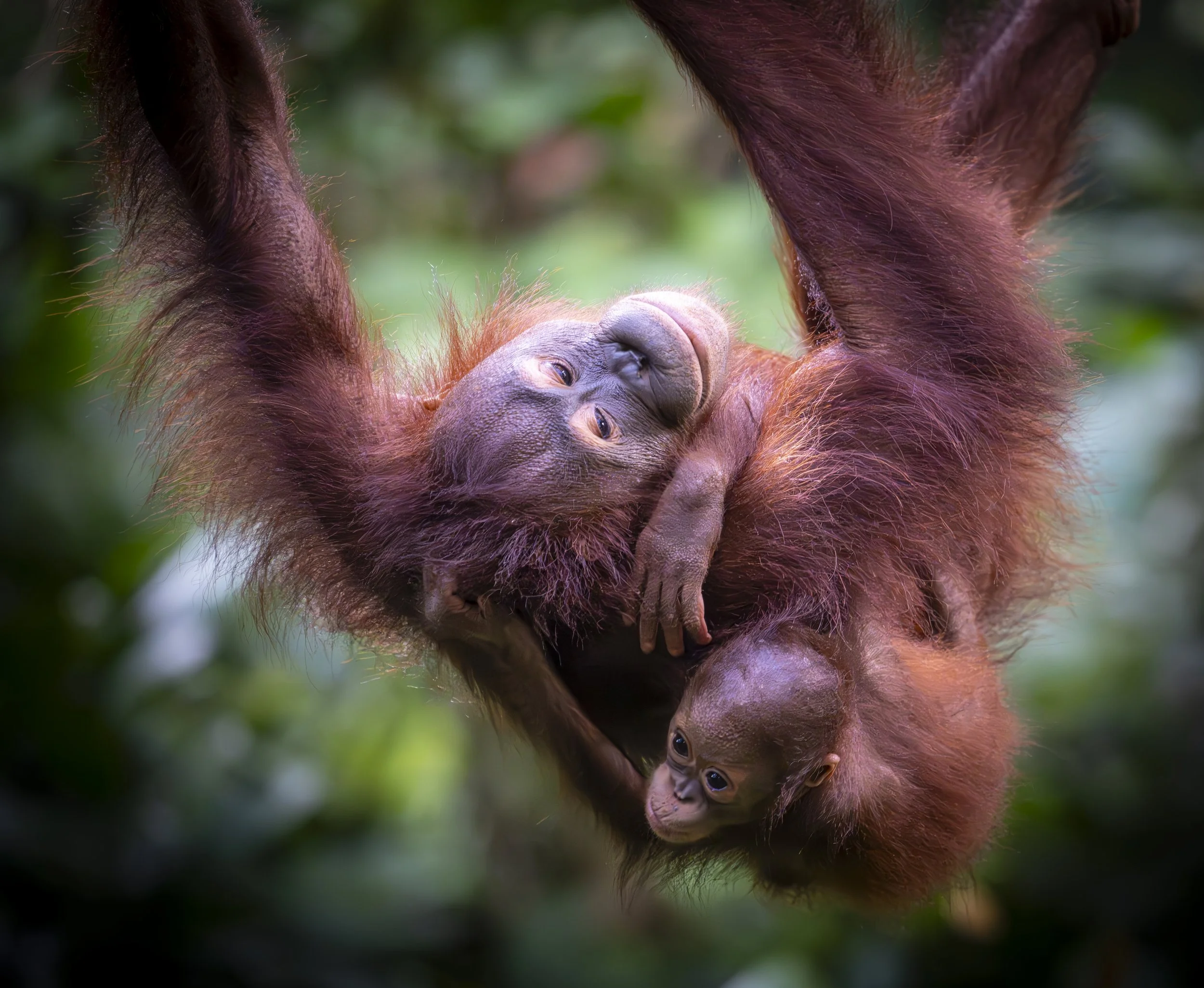 Sing & Borneo  (2433)-Enhanced-NR.jpg