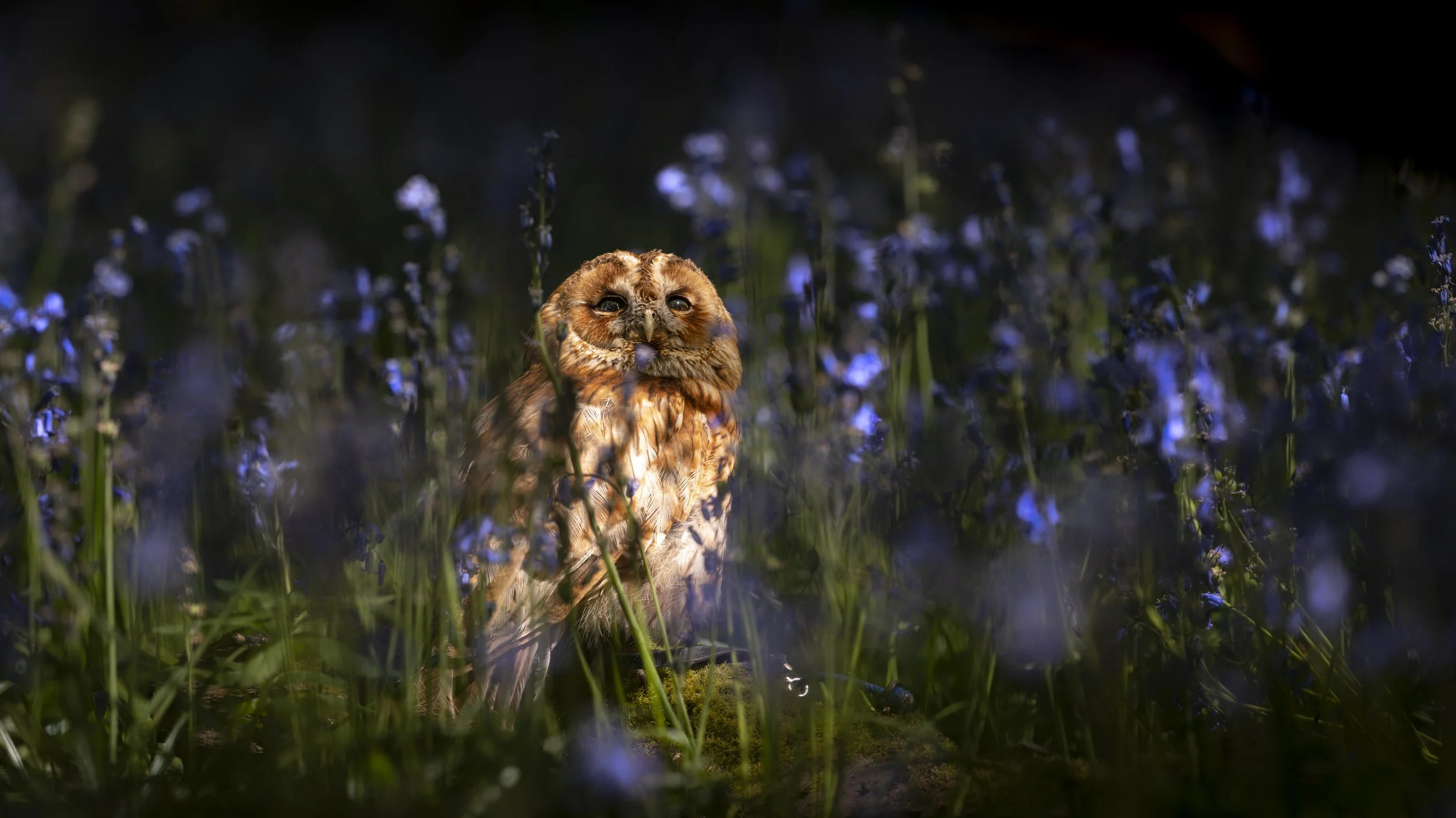 BWC - Owls in Bluebells -Apr 2026 (98).JPG