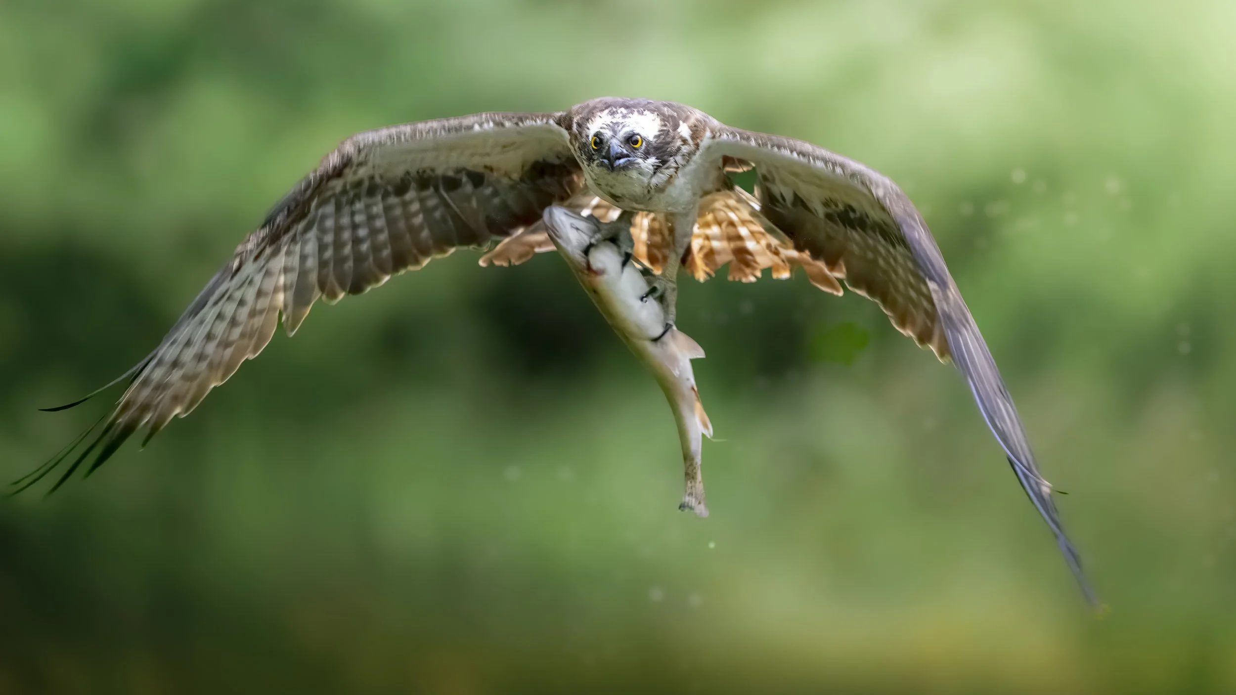 GB Coast 25 (2870).JPG