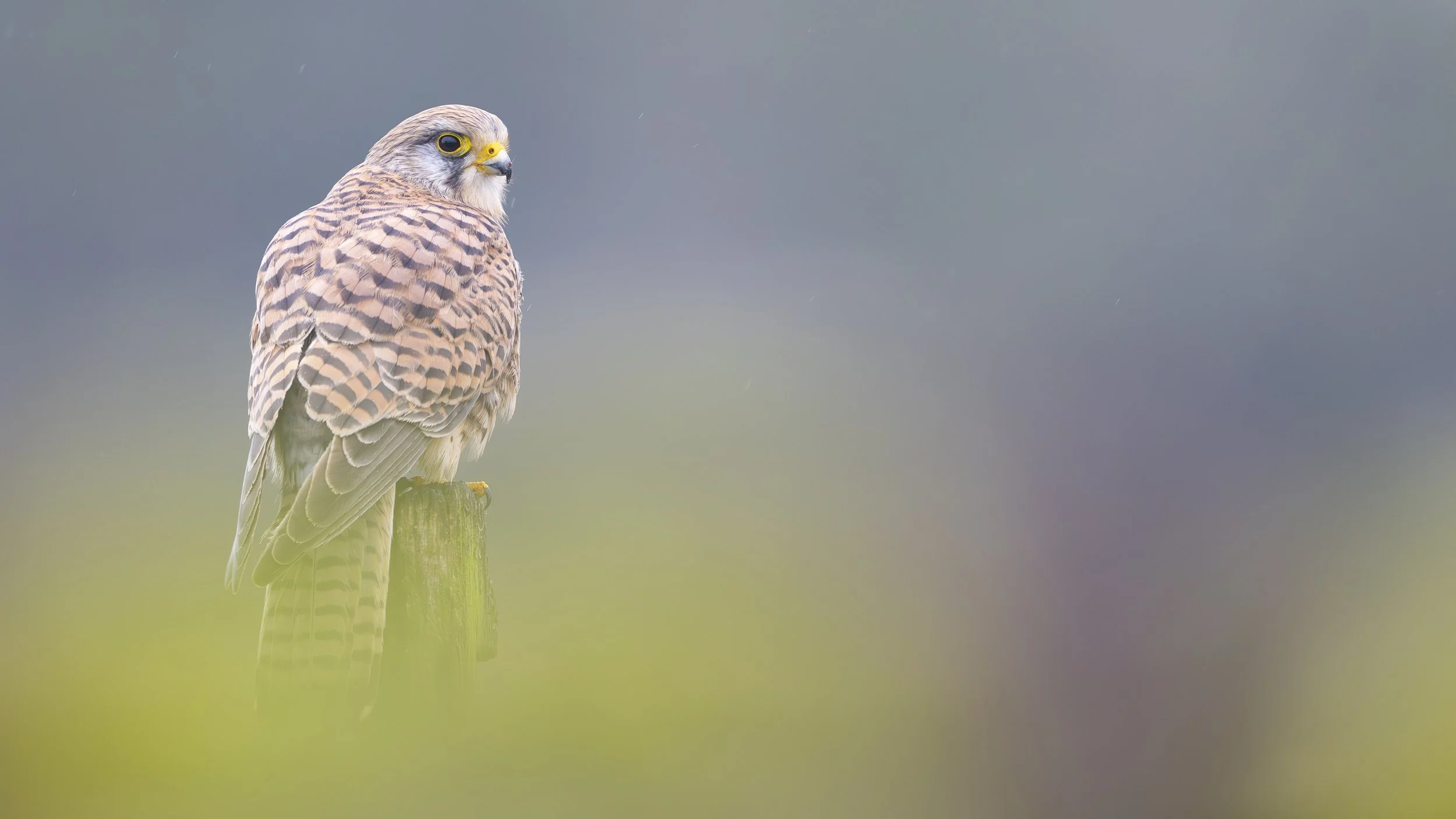 _NIK0023-Enhanced-NR-Lincs Feb 25.JPG