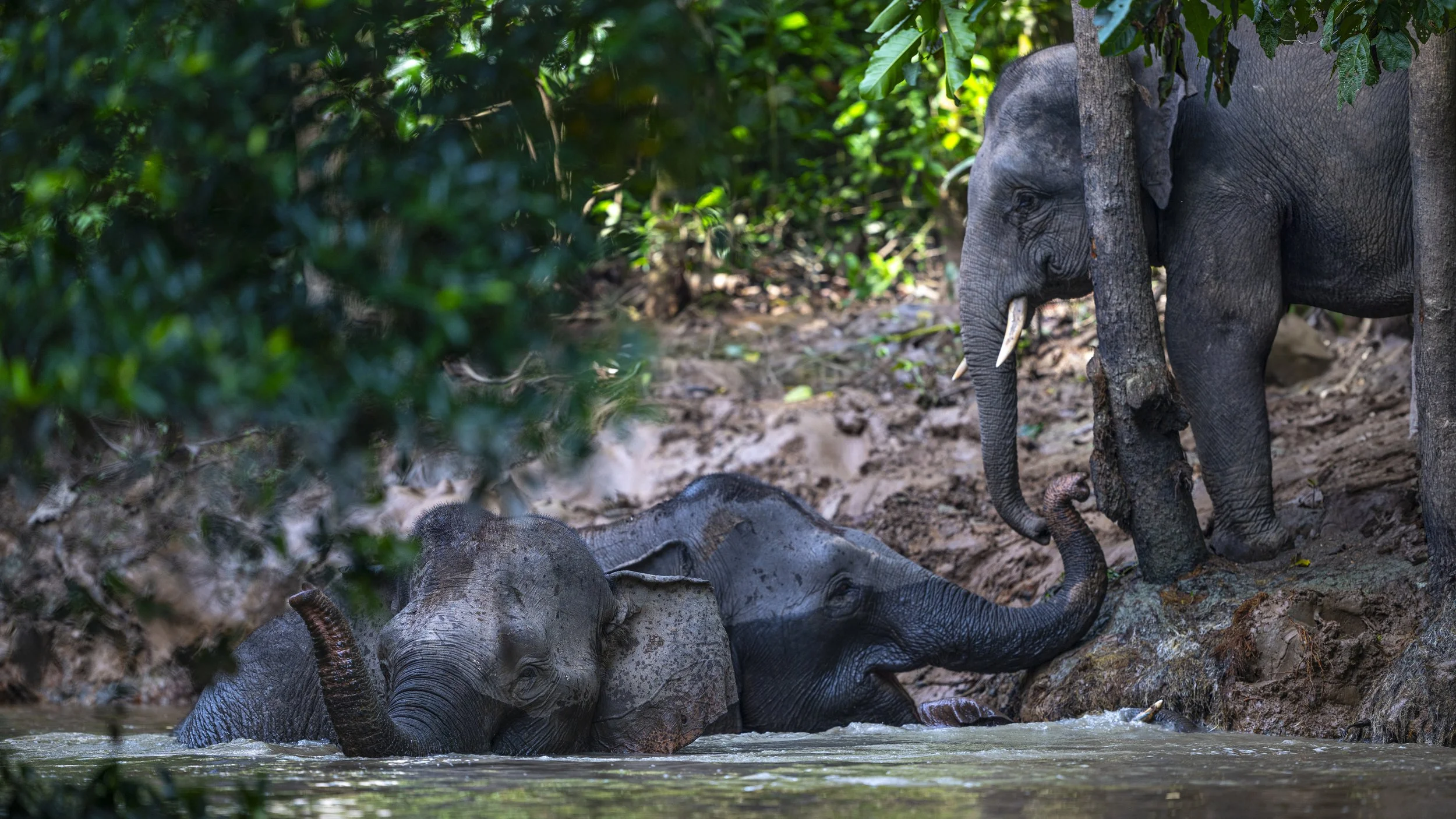 Sing & Borneo  (4146)-Edit.jpg