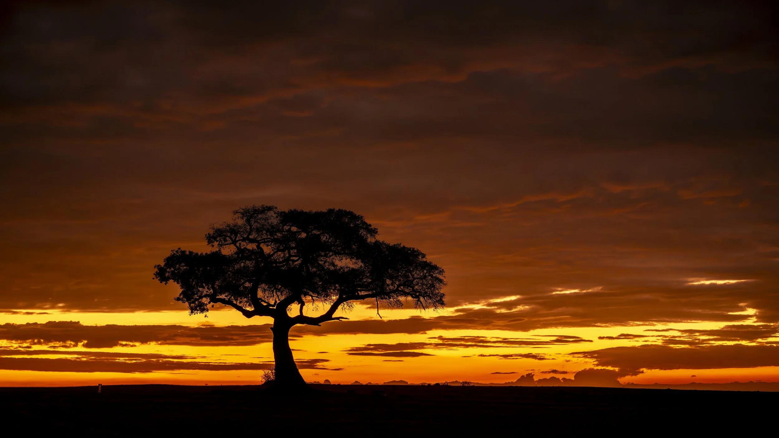 Safari Mara 2025 (11308).JPG