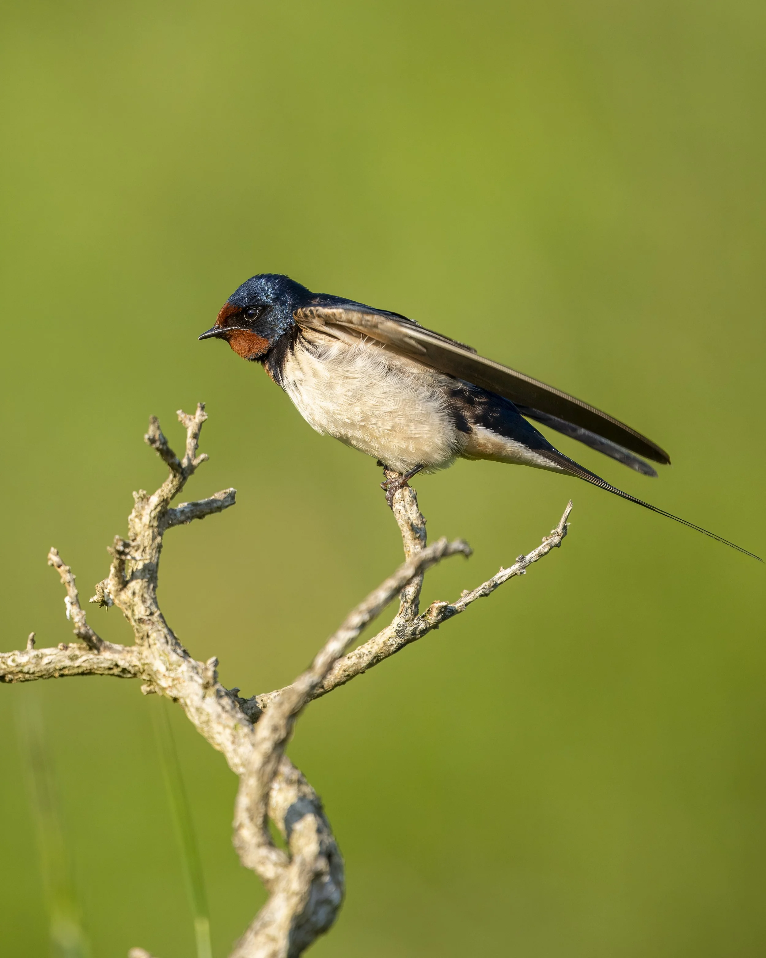 GB Coast 25 (603)-2.JPG