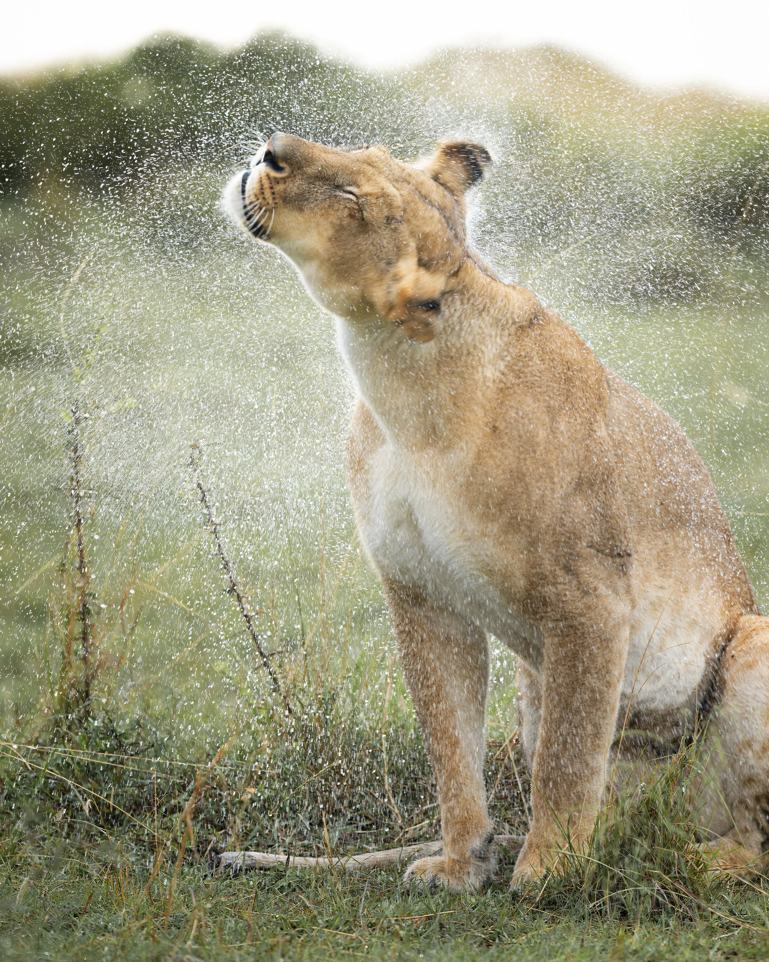 Safari Mara 2025 (2758).JPG