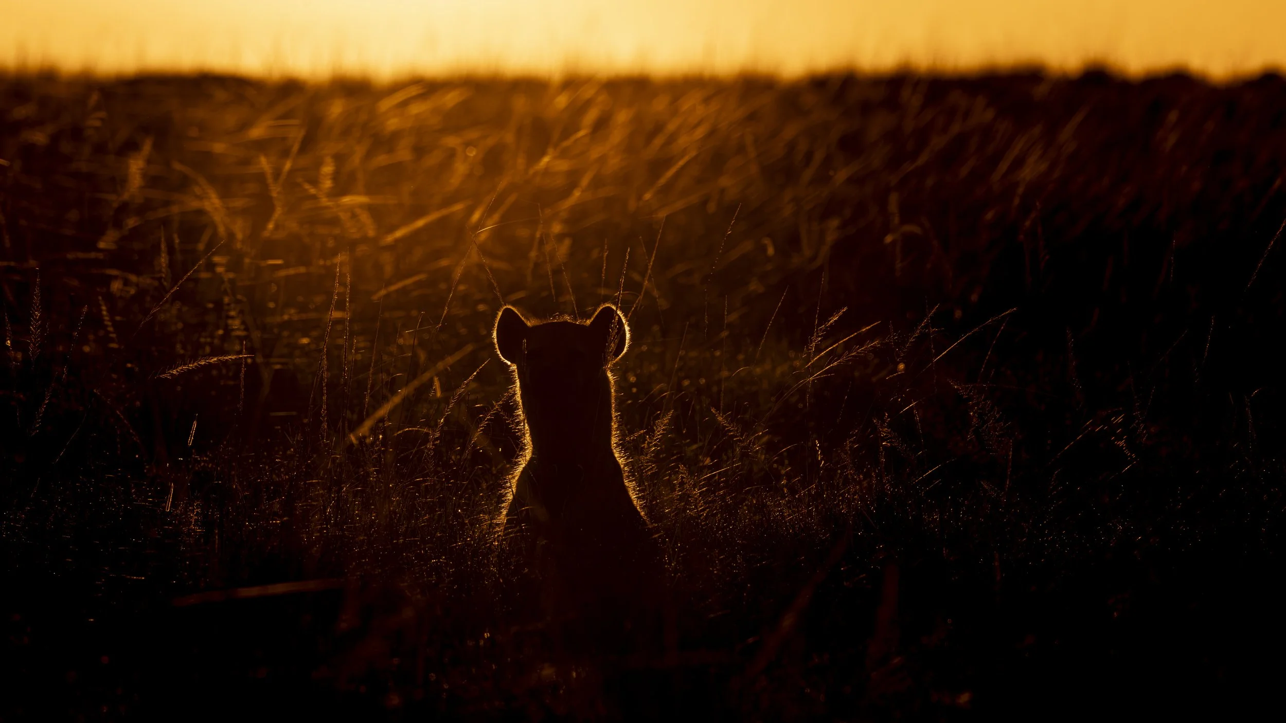 Safari Mara 2025 (6142).JPG