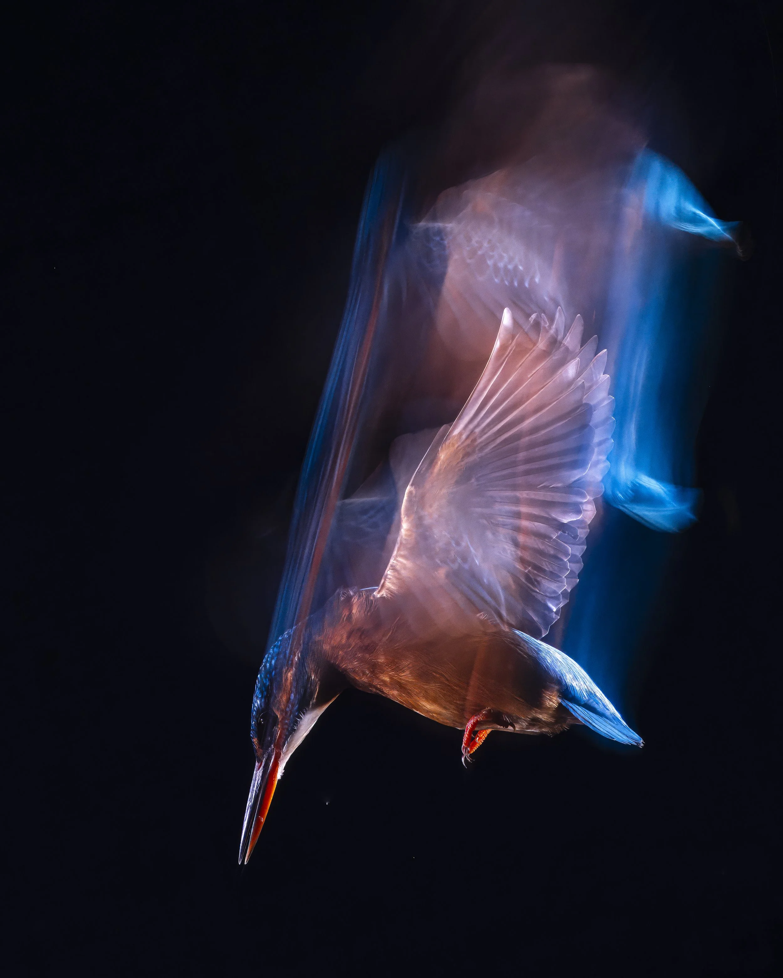 Bourne Hide - Nov 24  (399)-Enhanced-NR.JPG