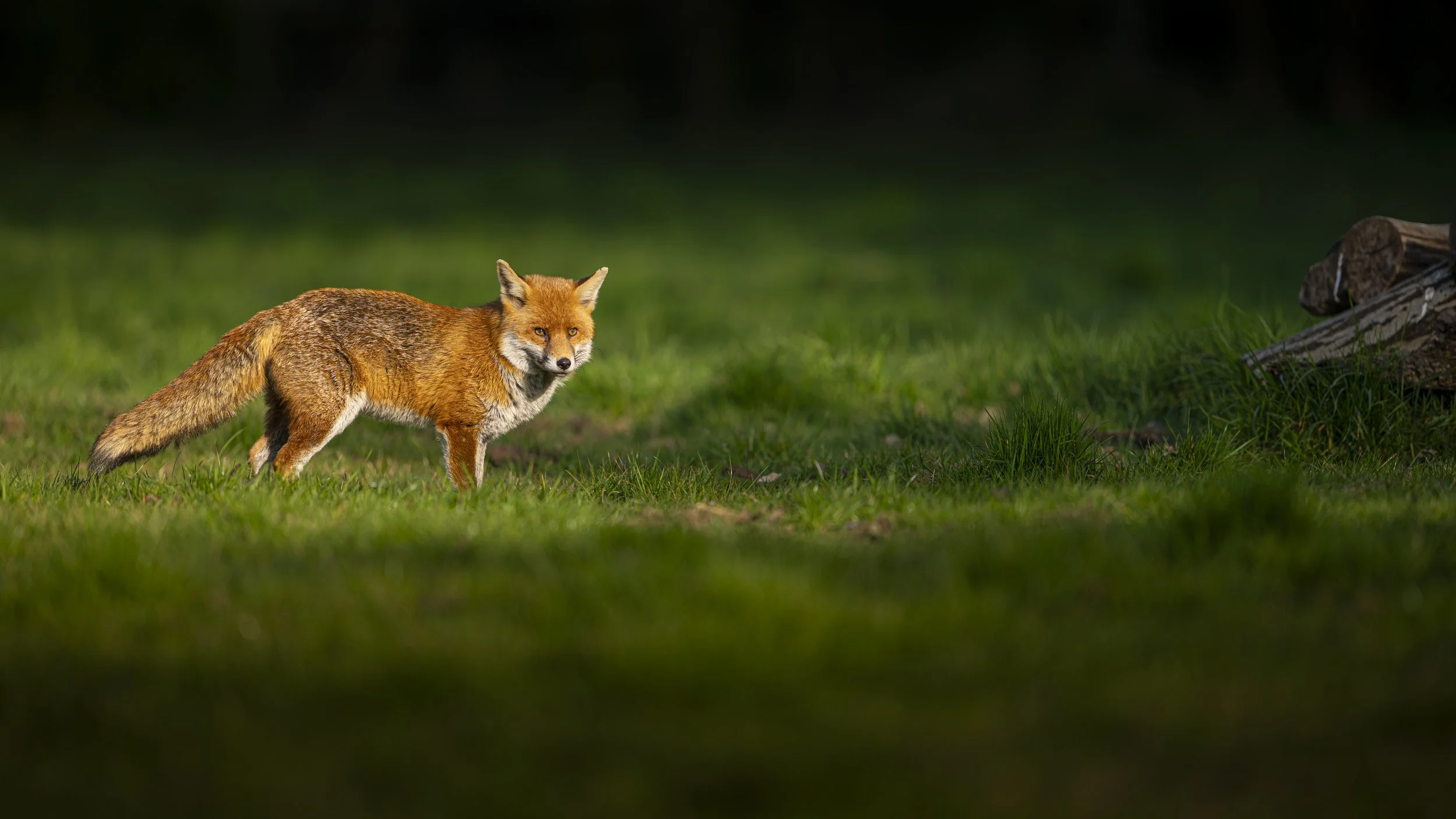 Fox Hide - Rayleigh - Apr 2025 (236).JPG