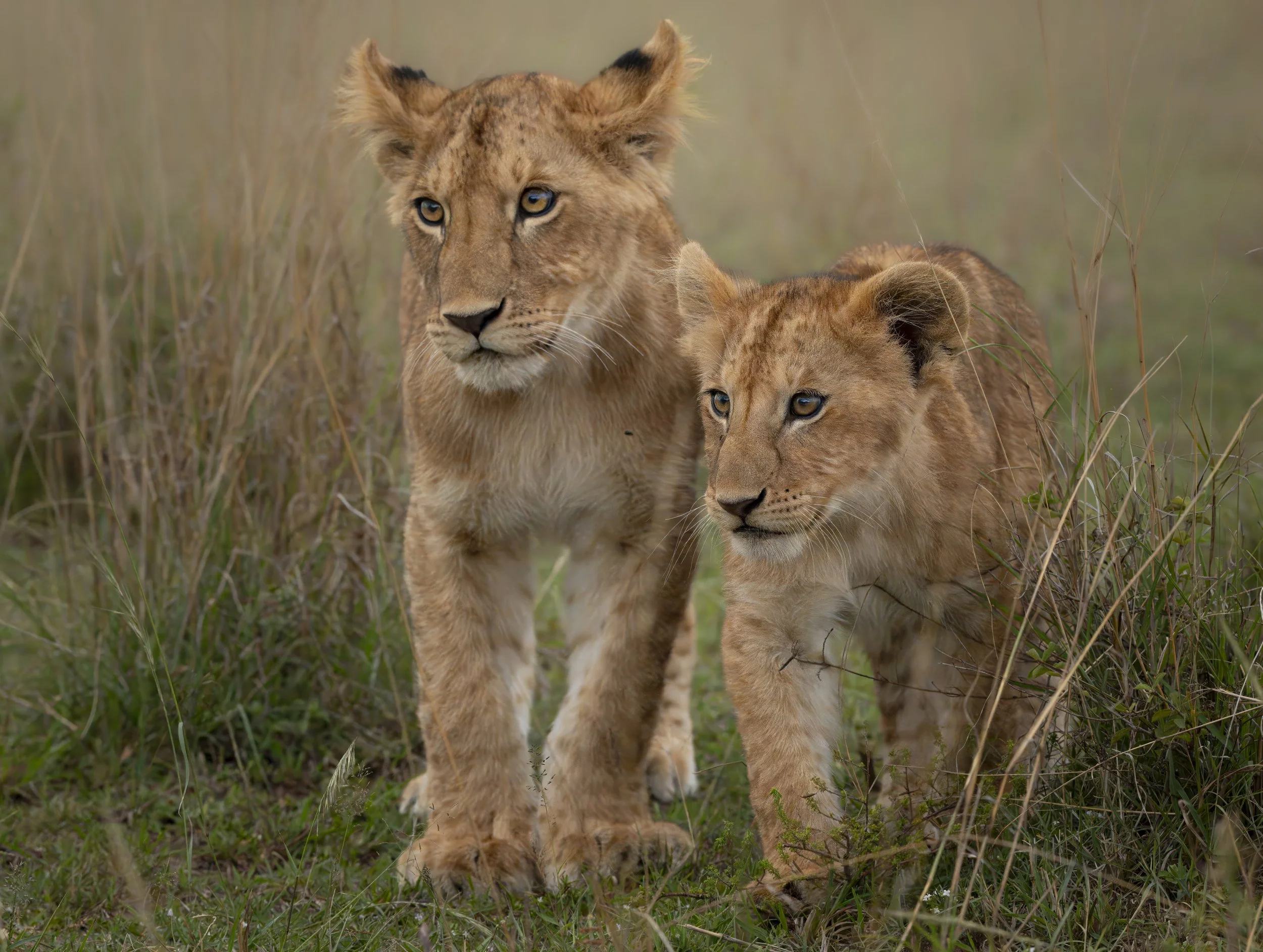 Safari Mara 2025 (604).JPG