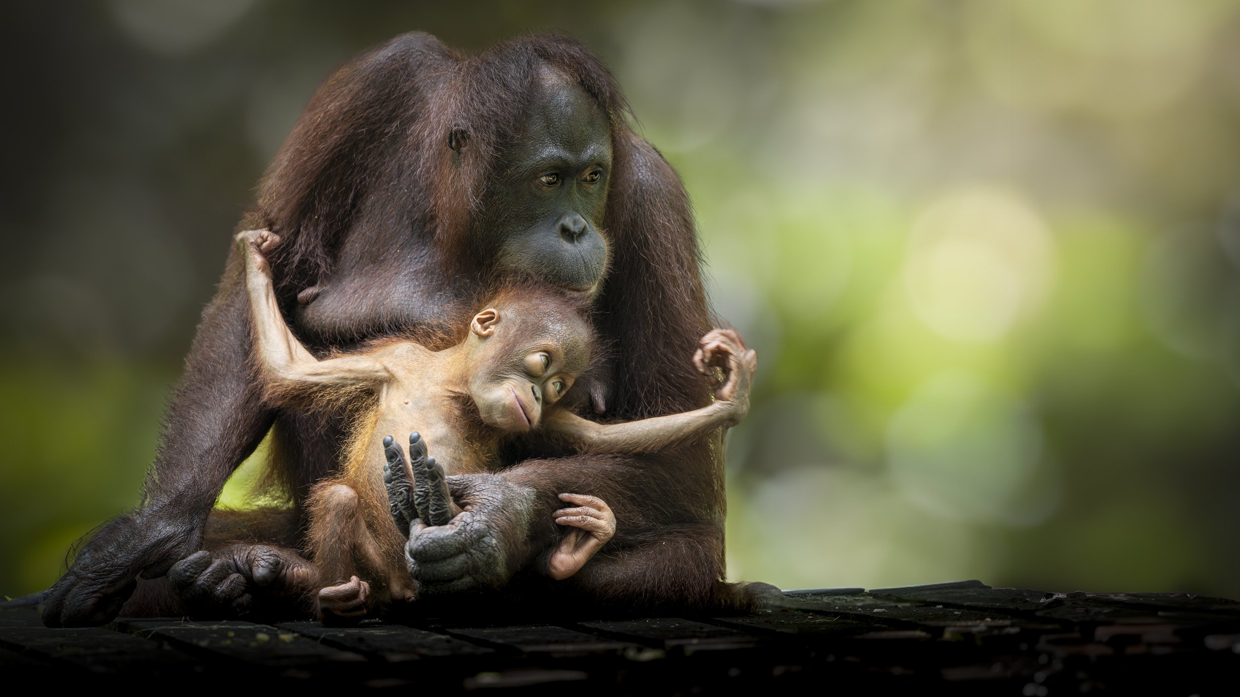 Sing & Borneo  (1190)-Enhanced-NR-Edit-Edit.jpg