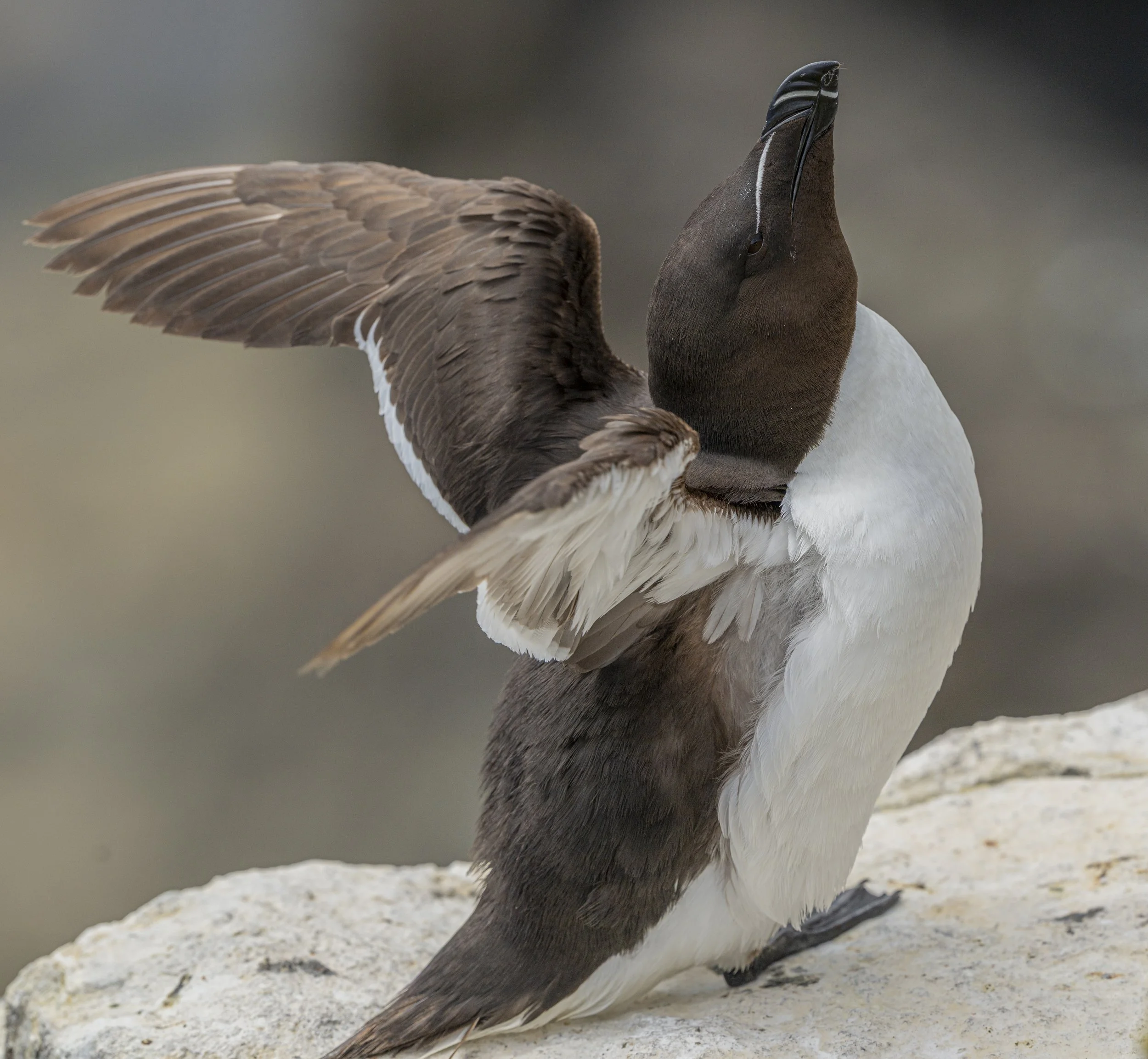 GB Coast 25 (4194).JPG