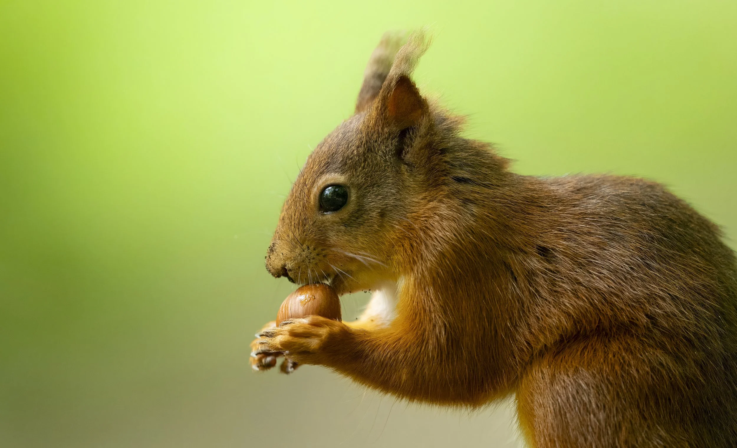 GB Coast 25 x (2454).JPG