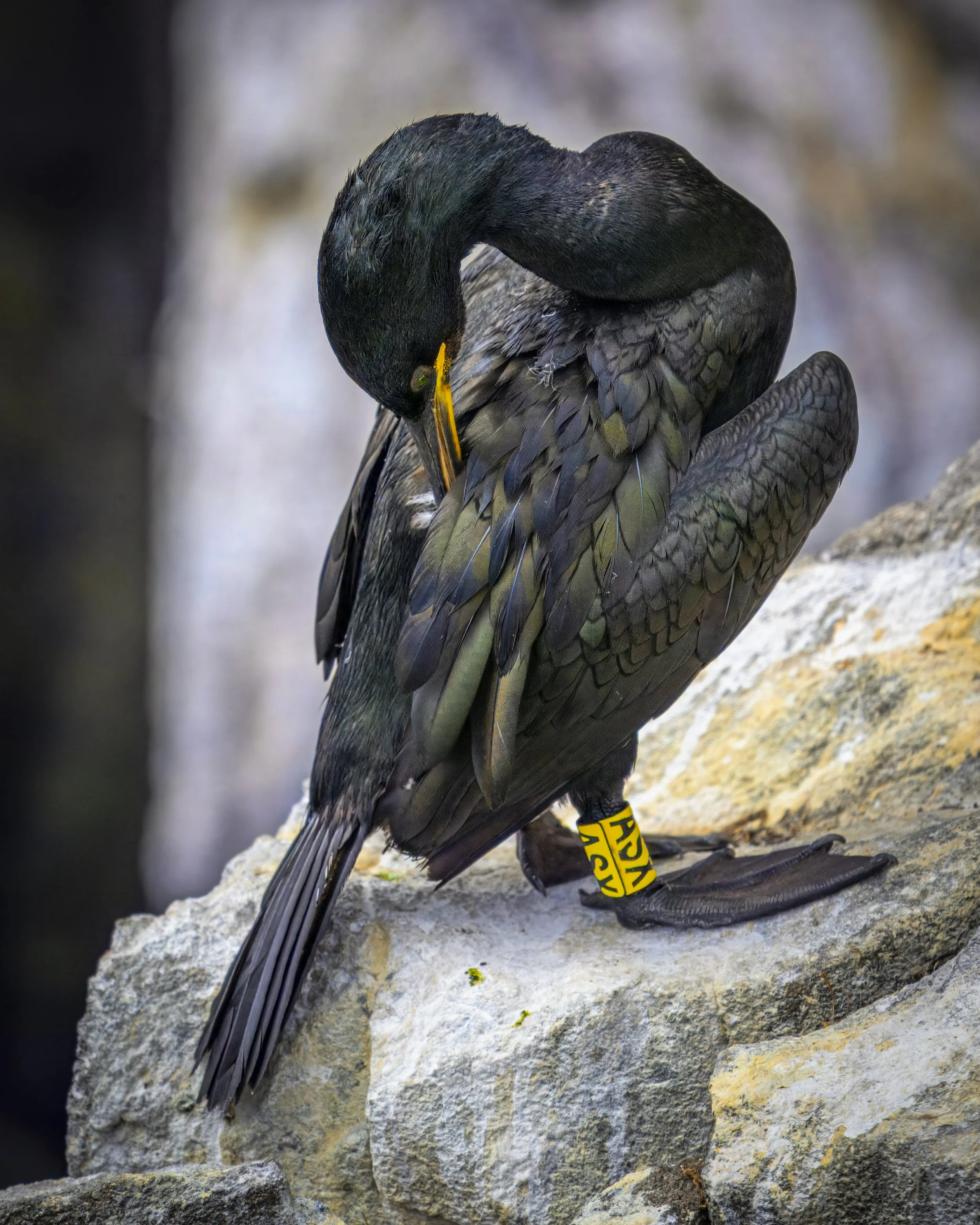 GB Coast 25 (4149).JPG