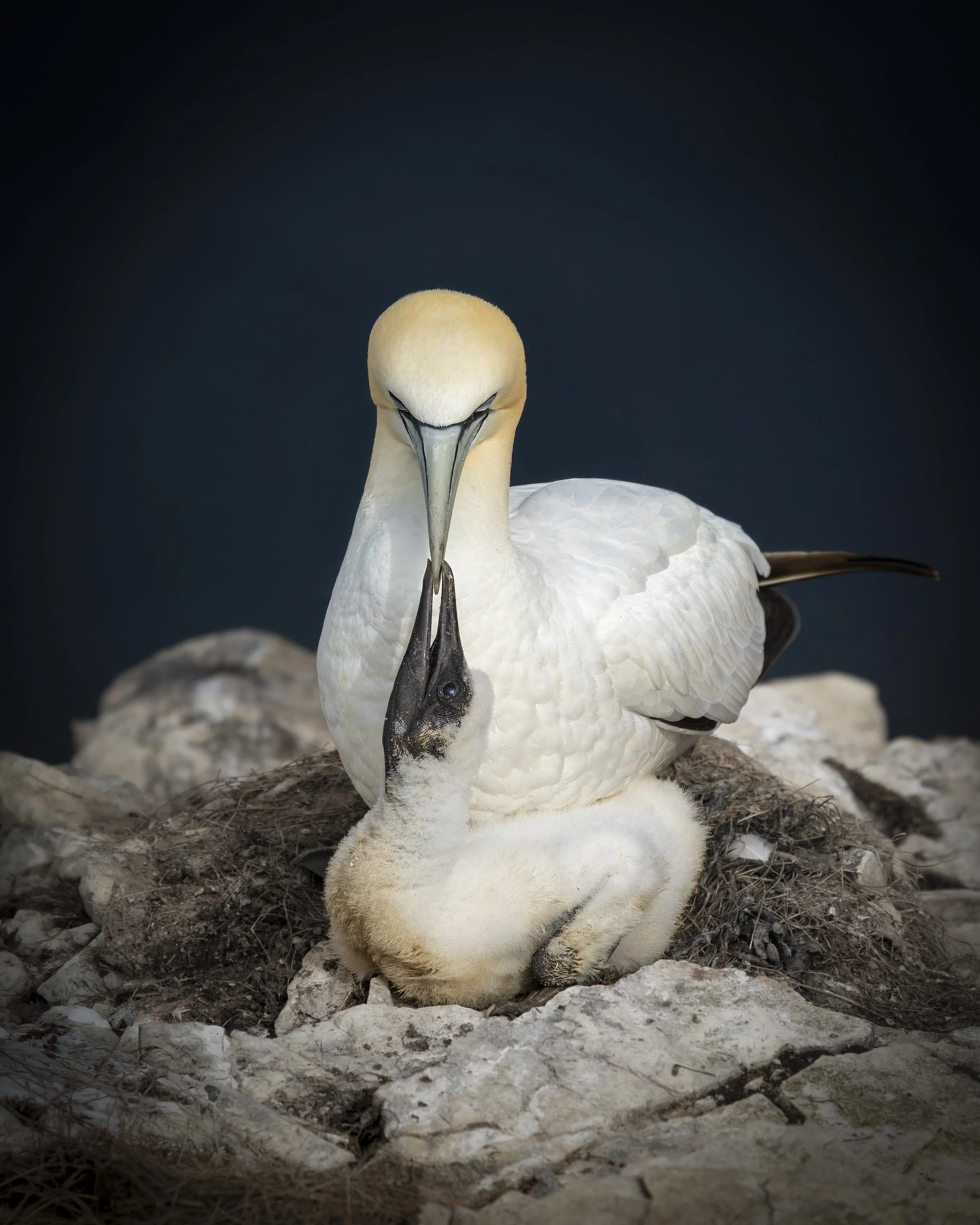 GB Coast 25 (5498)-Edit.JPG