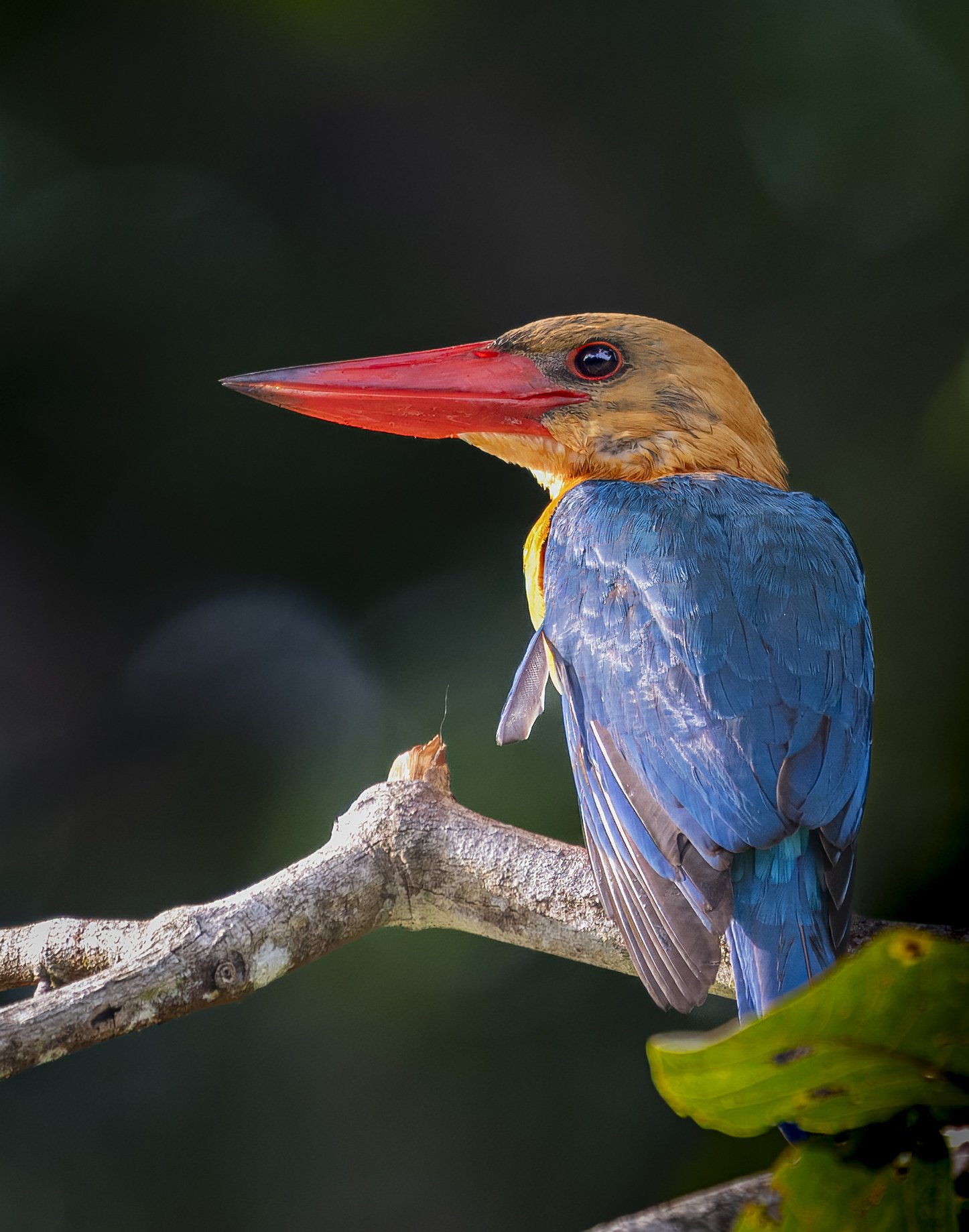 Sing & Borneo  (3915)-Edit.JPG