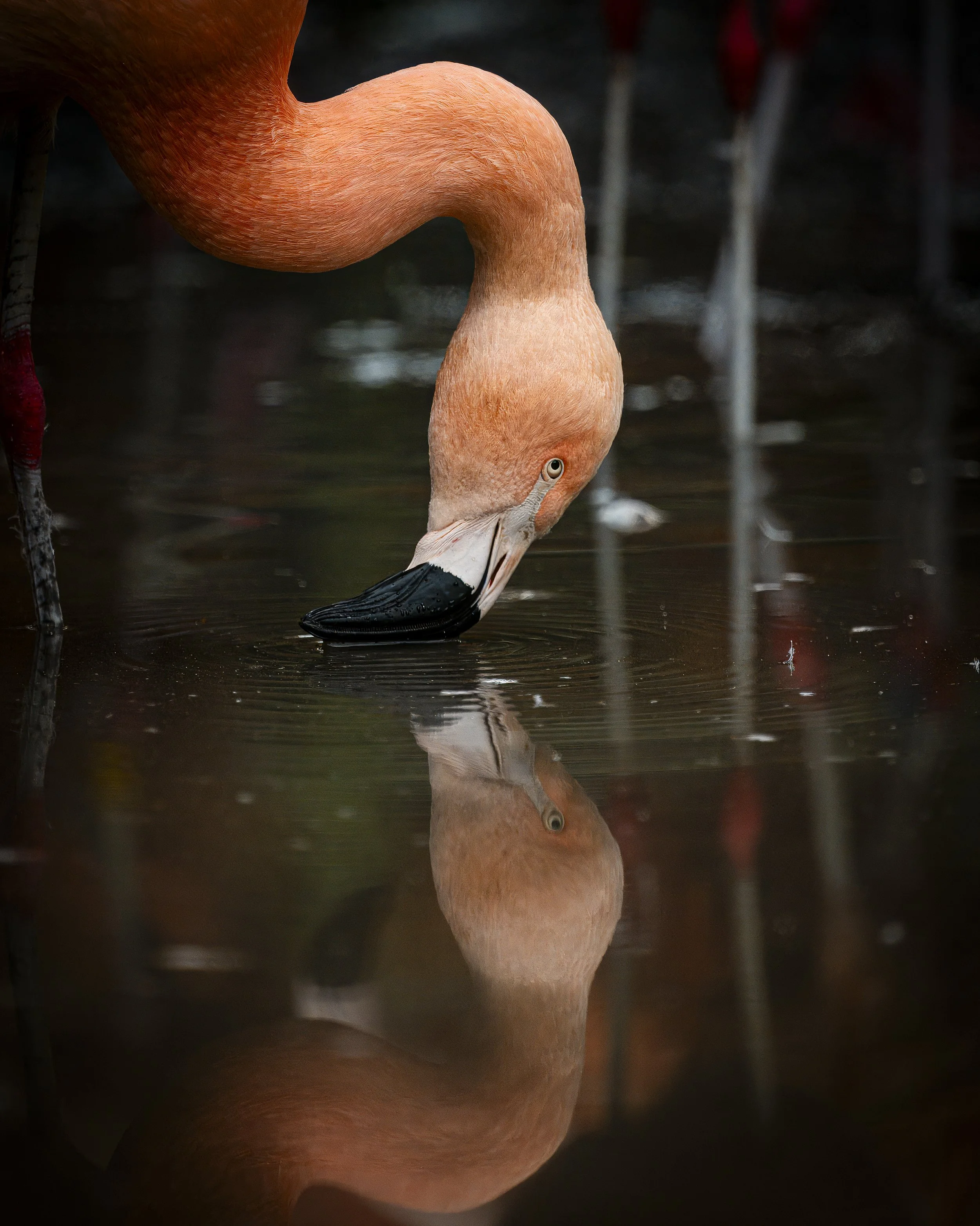 Birdworld 2025  (8)-Enhanced-NR B.JPG