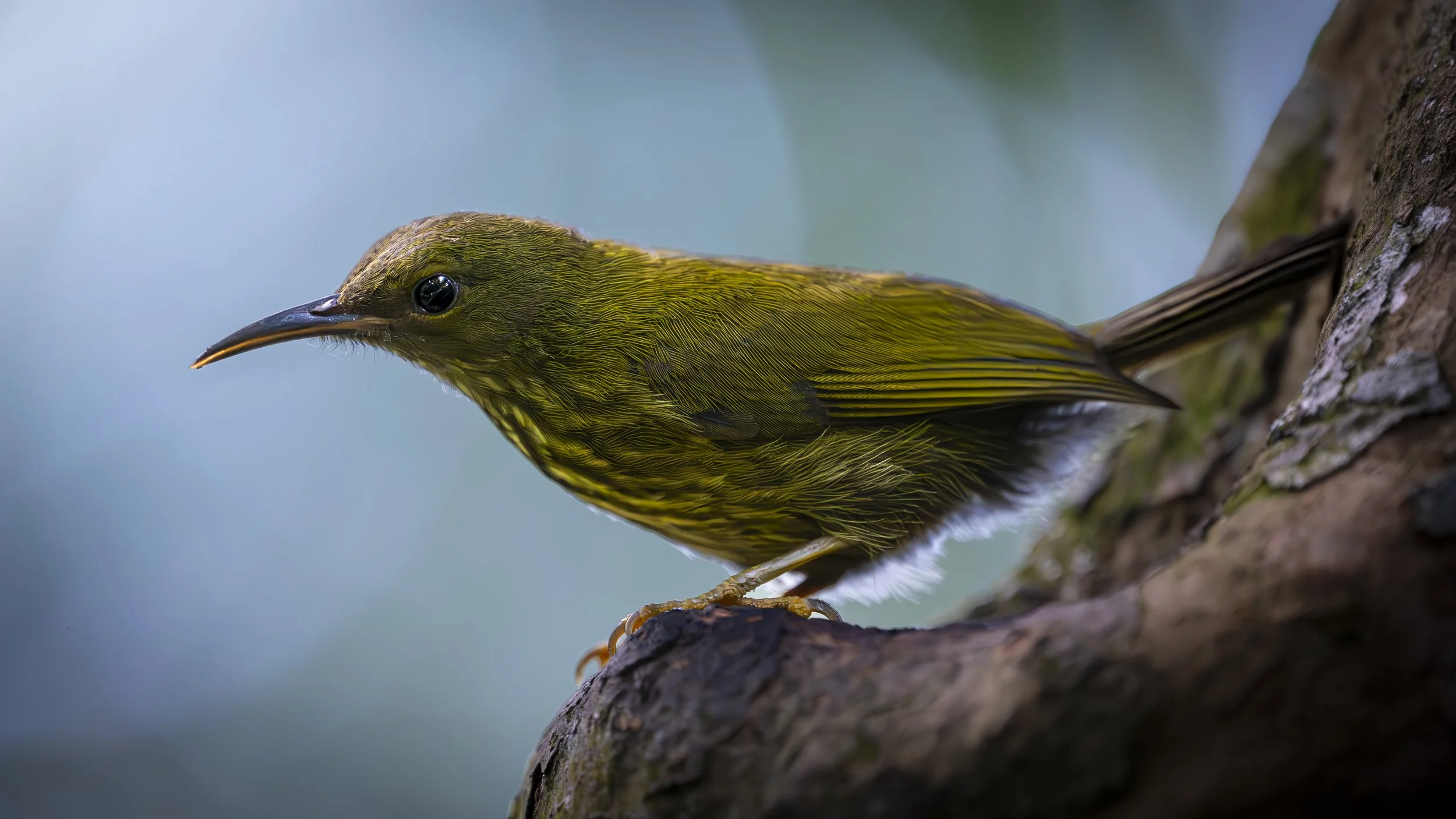 Sing & Borneo  (1547)-Enhanced-NR-Edit.jpg