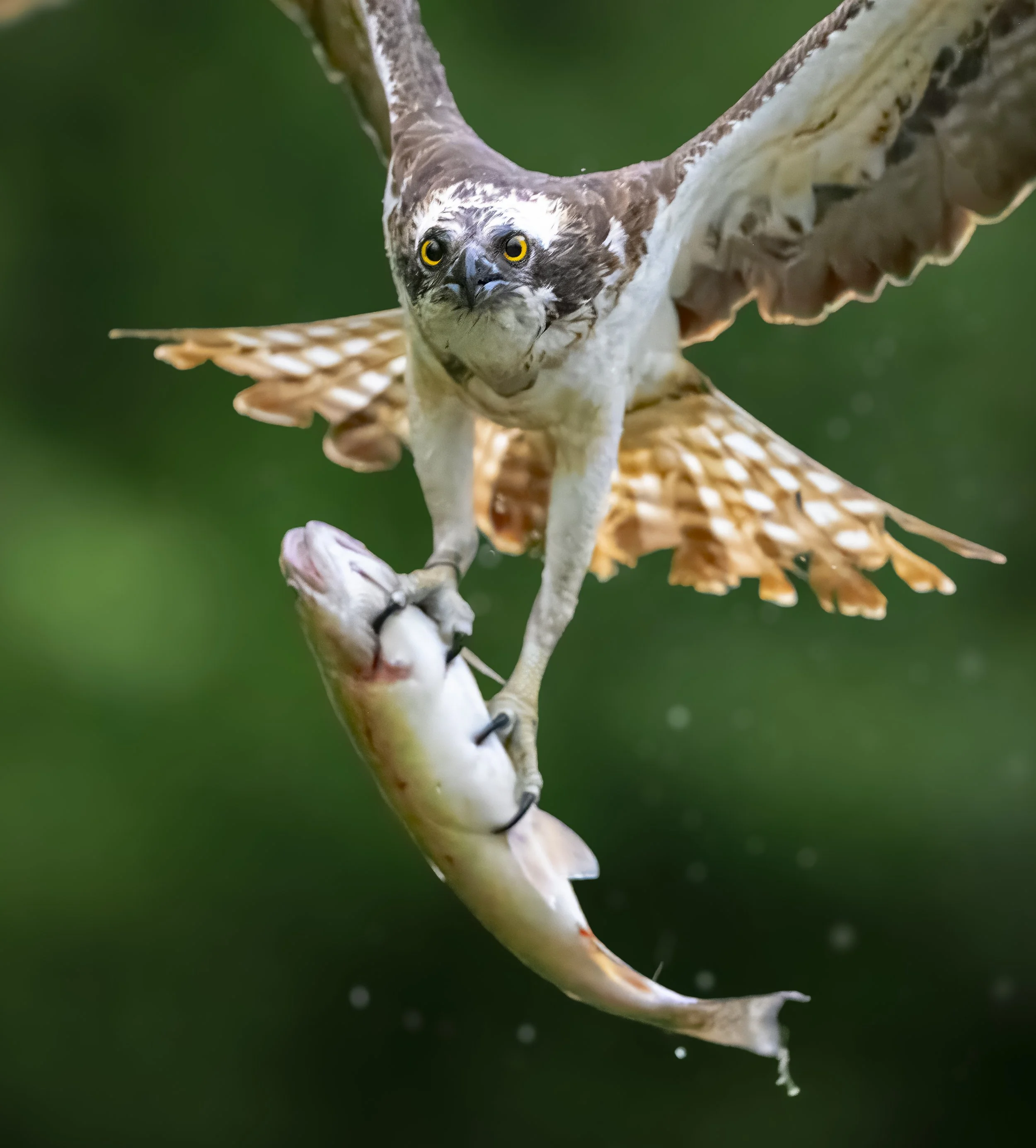 GB Coast 25 (2874).JPG