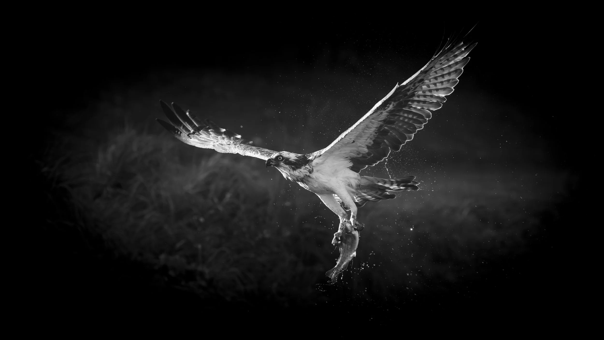 Horn Mill Ospreys - May 25 (1068).jpg