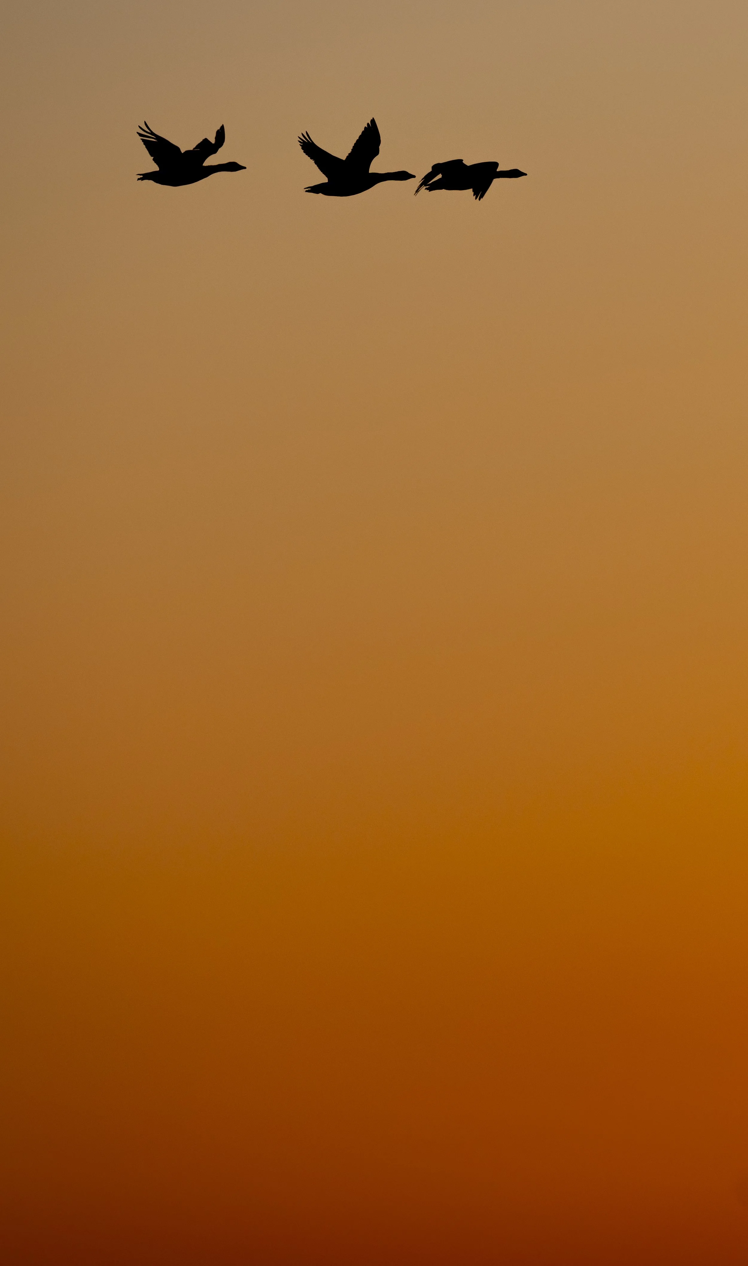 Wallasea Island - Mch 25 (11).jpg