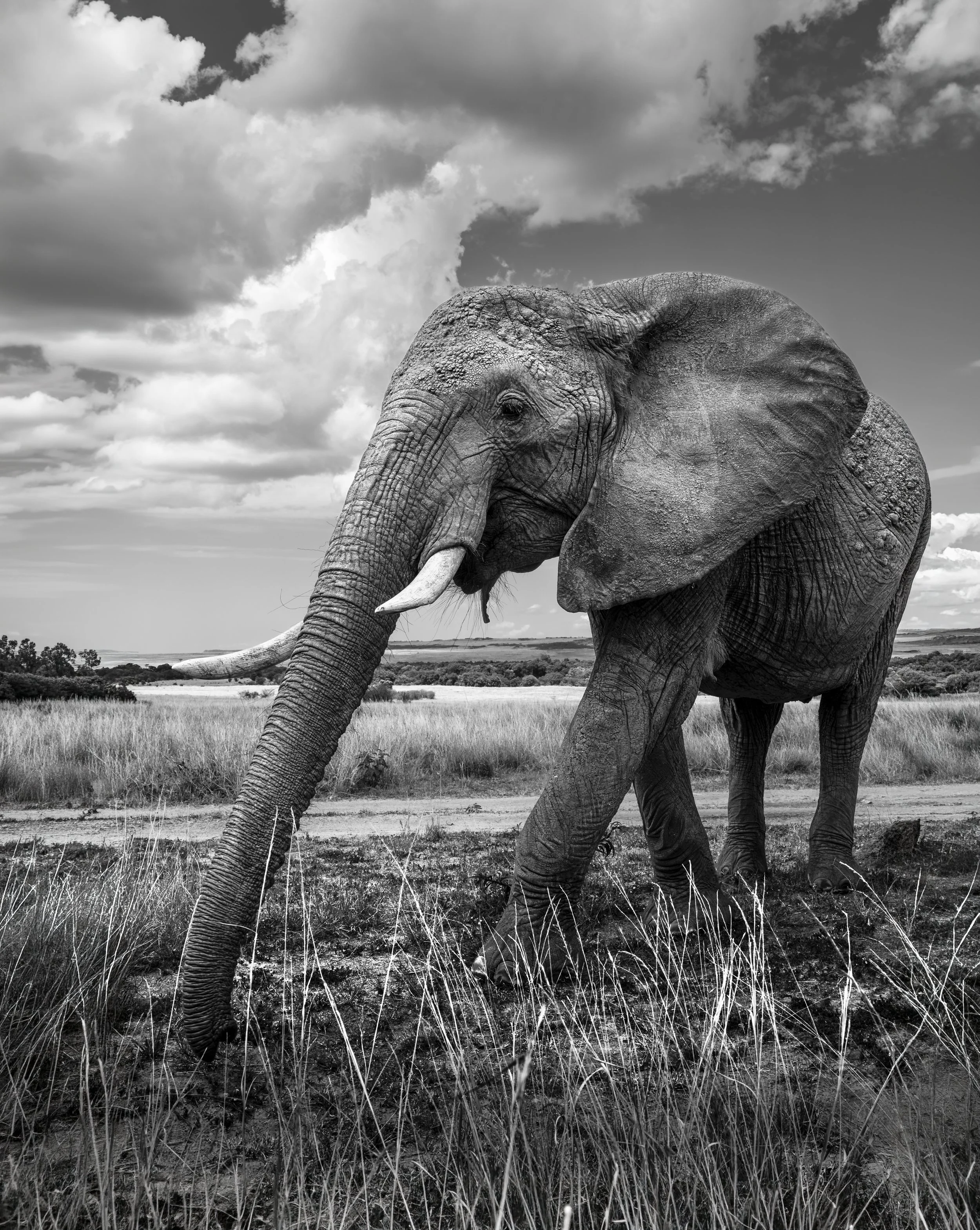 Safari Mara 2025 (68)-Edit-2.JPG