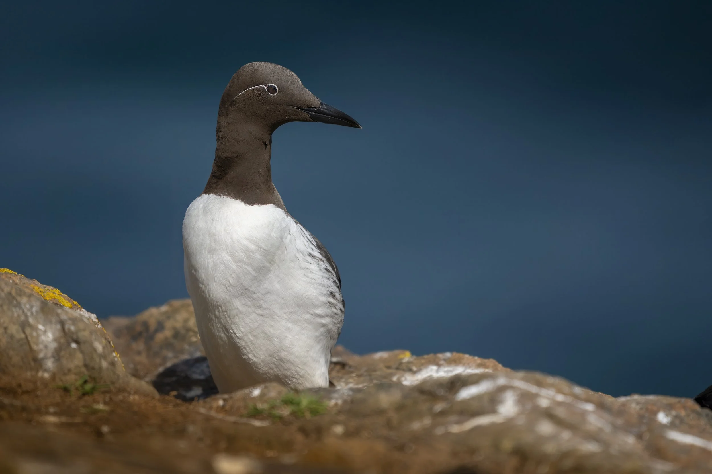 GB Coast 25 (1475).JPG