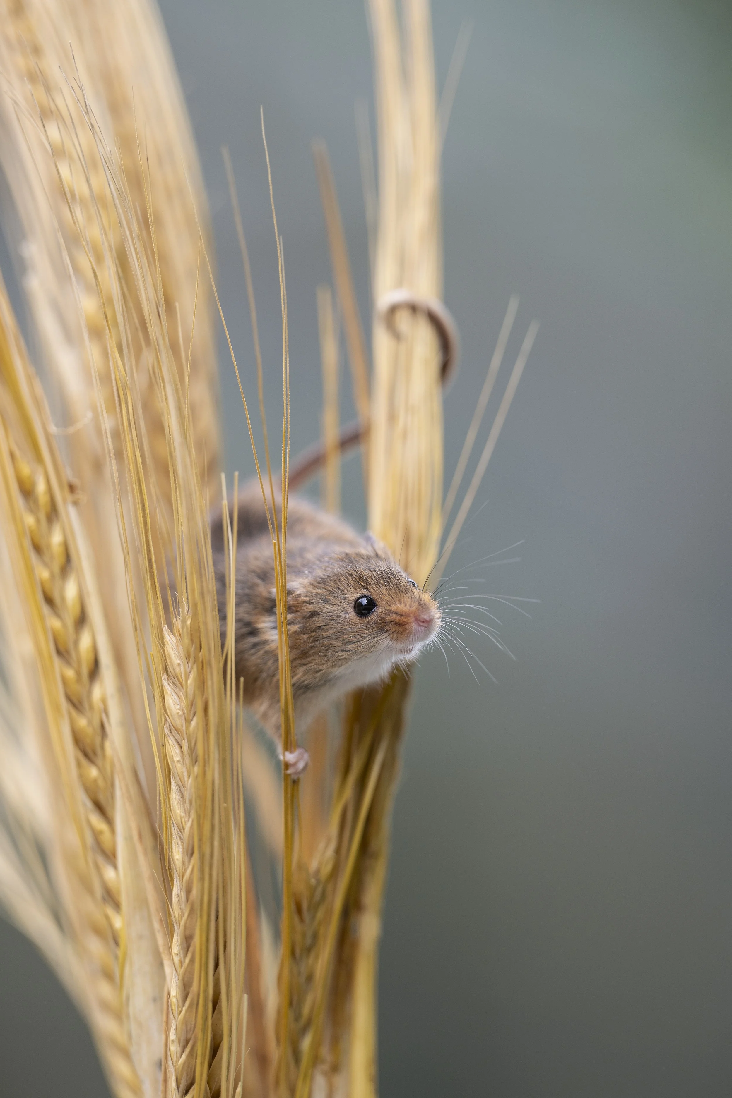 _0Z81112 - May 24.JPG