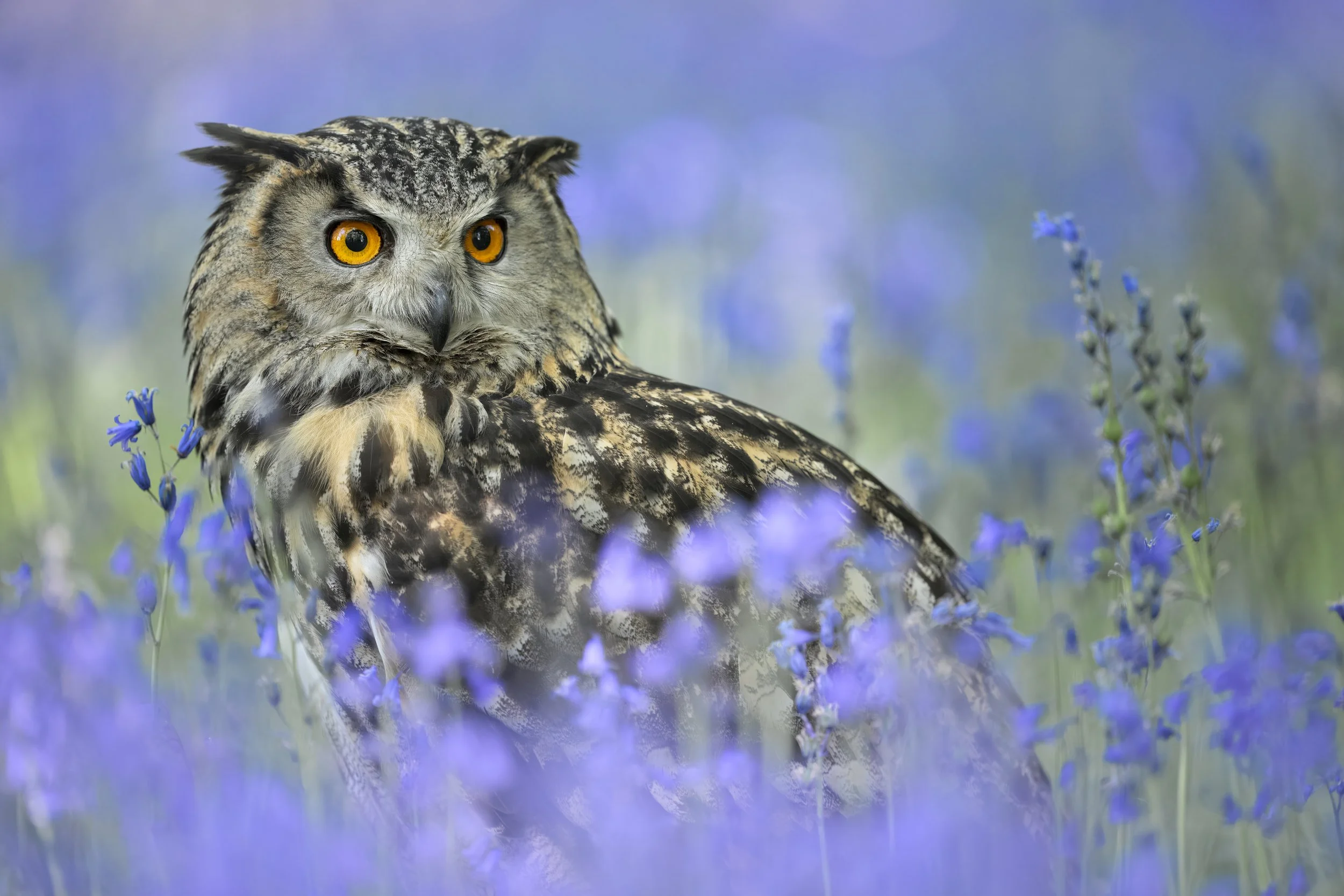 BWC - Owls in Bluebells -Apr 2026 (1966).JPG