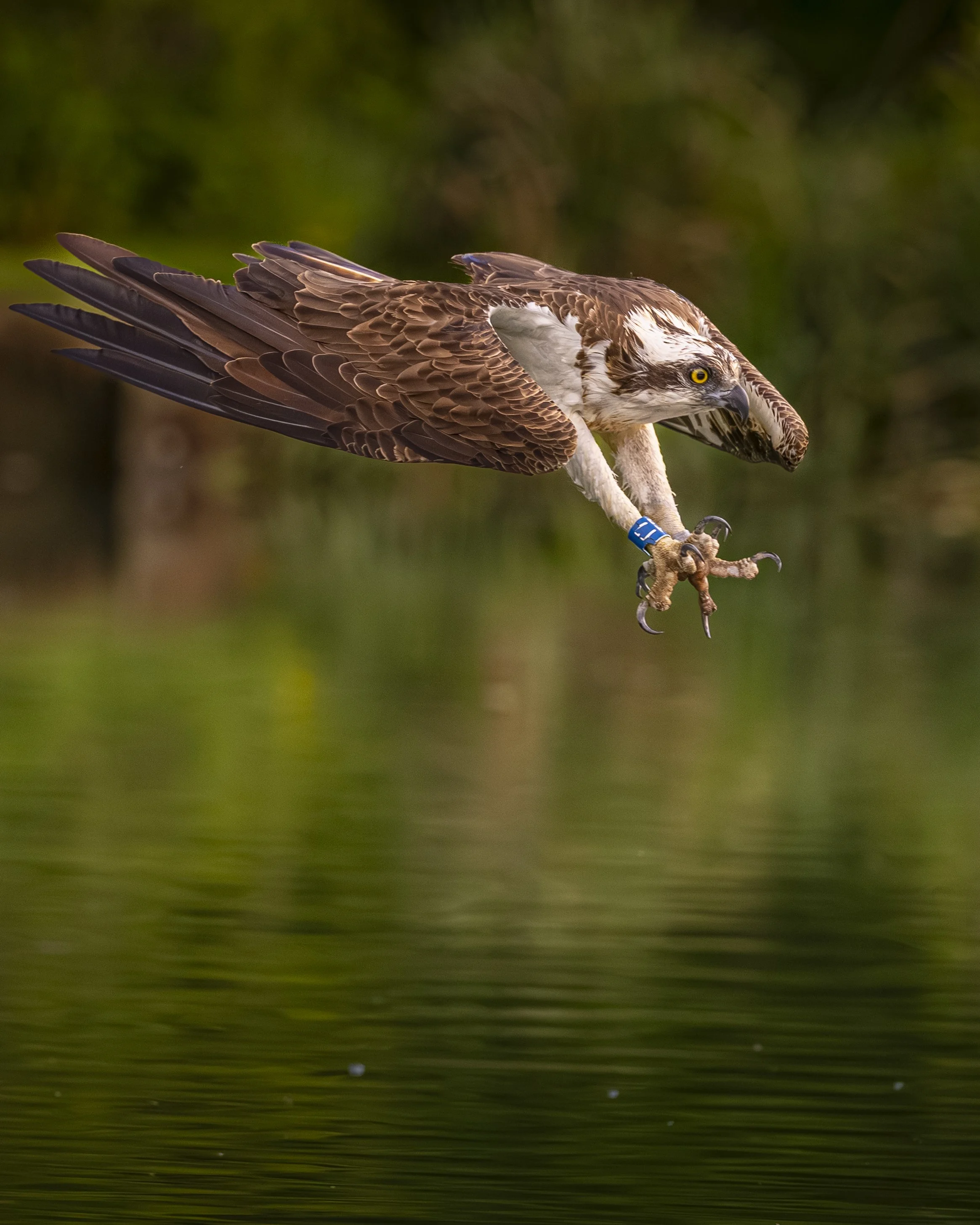 Horn Mill Ospreys - May 25 (782).jpg