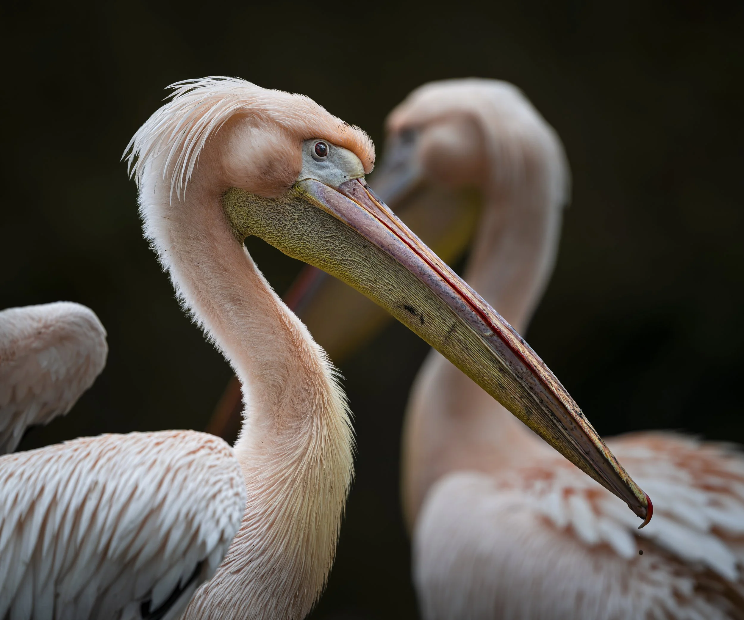 Birdworld 2025  (409)-Enhanced-NR.JPG