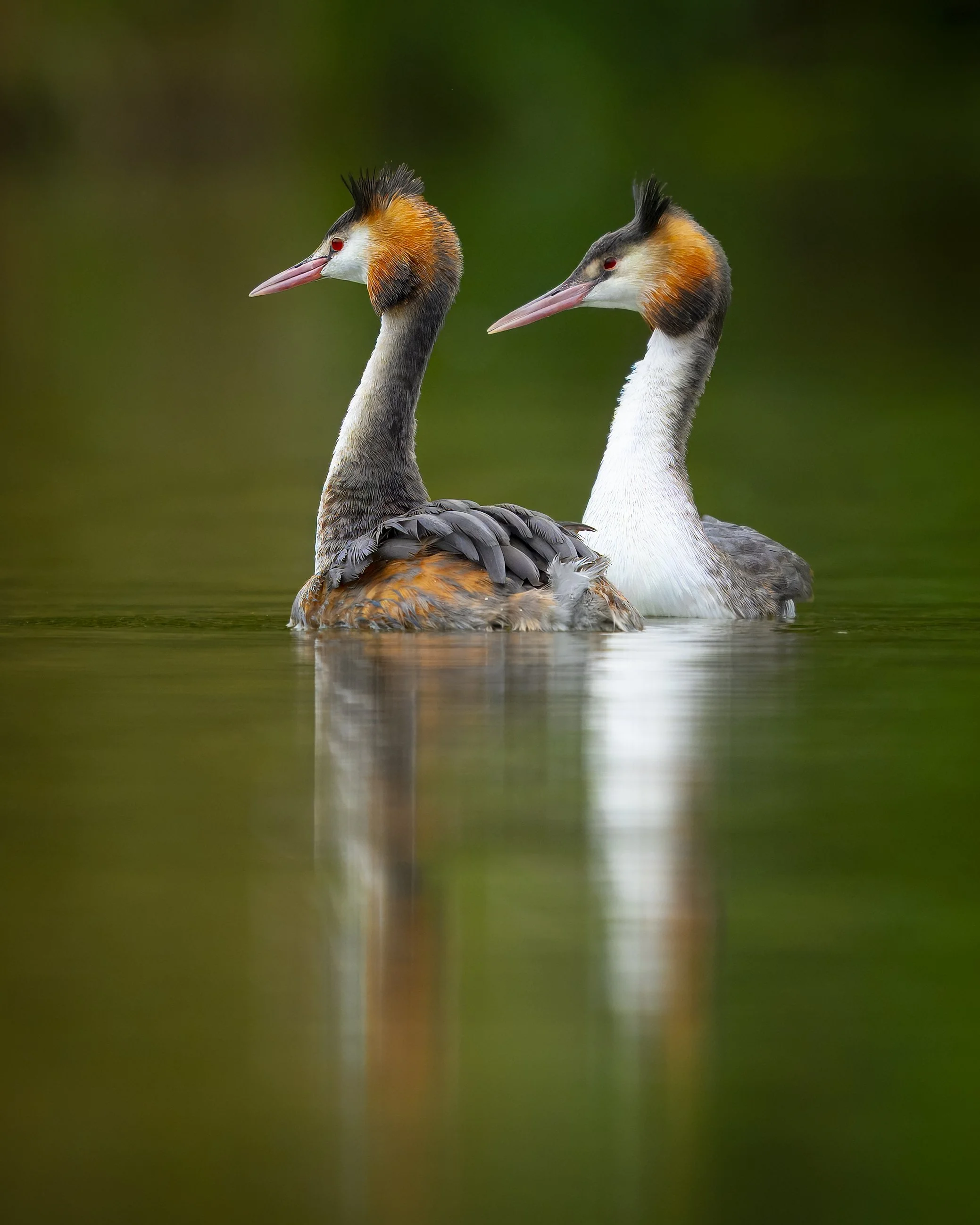 Milford Grebe Pond - Oct 2025 (31).JPG