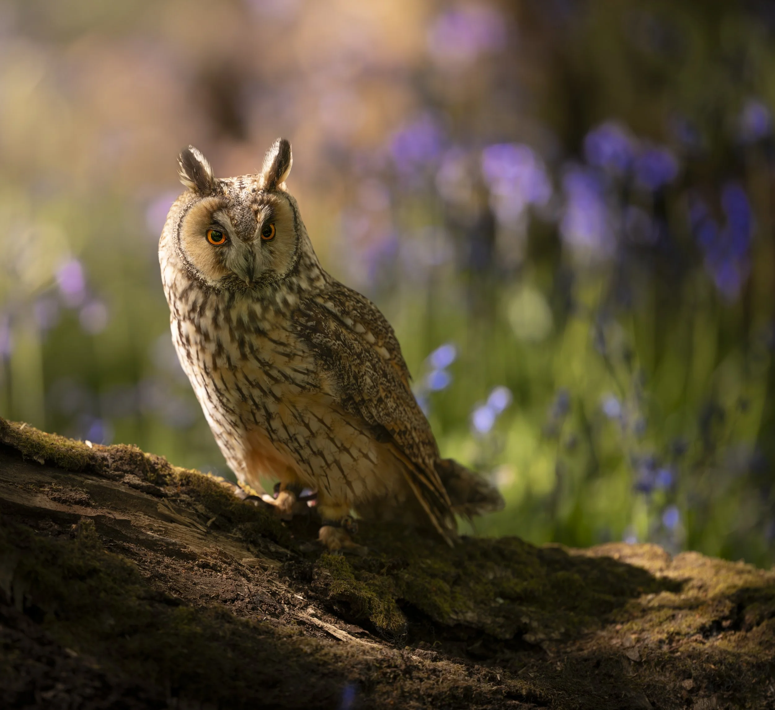 BWC - Owls in Bluebells -Apr 2026 (620).JPG