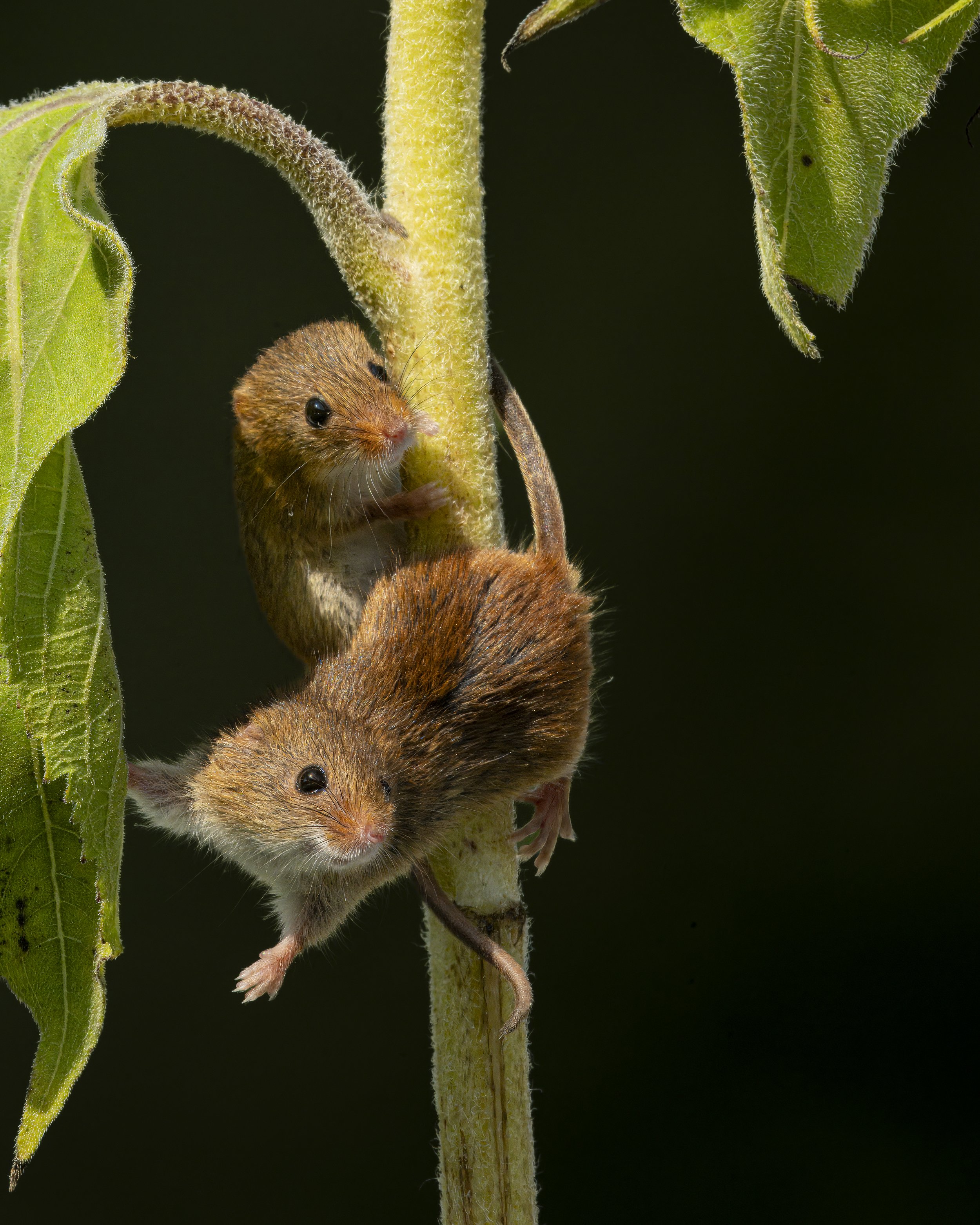Warnham-Dorset Hide - Jul 2026 (171).JPG