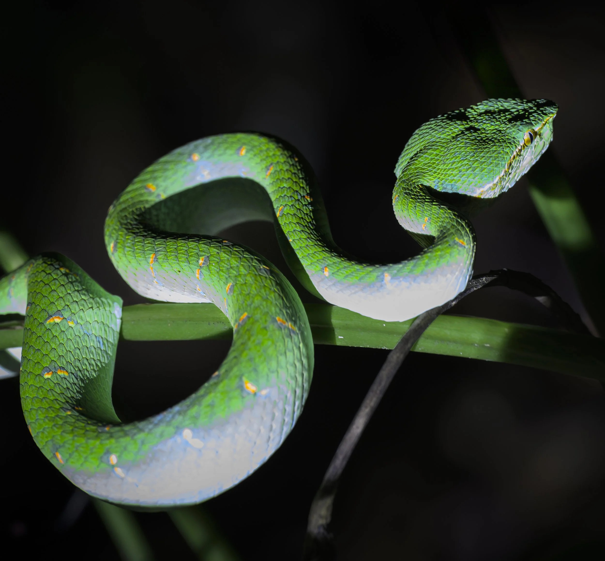 Sing & Borneo  (2966)-Enhanced-NR-Edit 2.JPG
