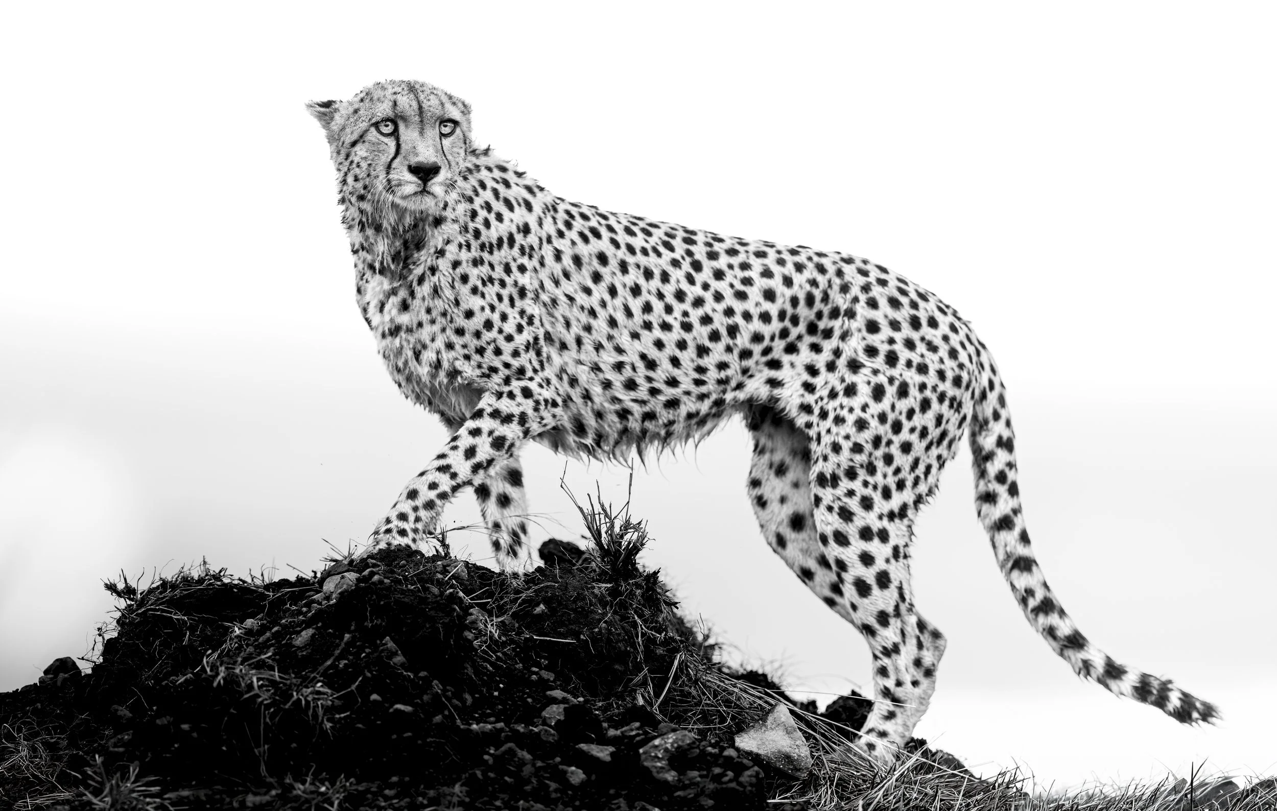Safari Mara 2025 (3681)-Edit.JPG