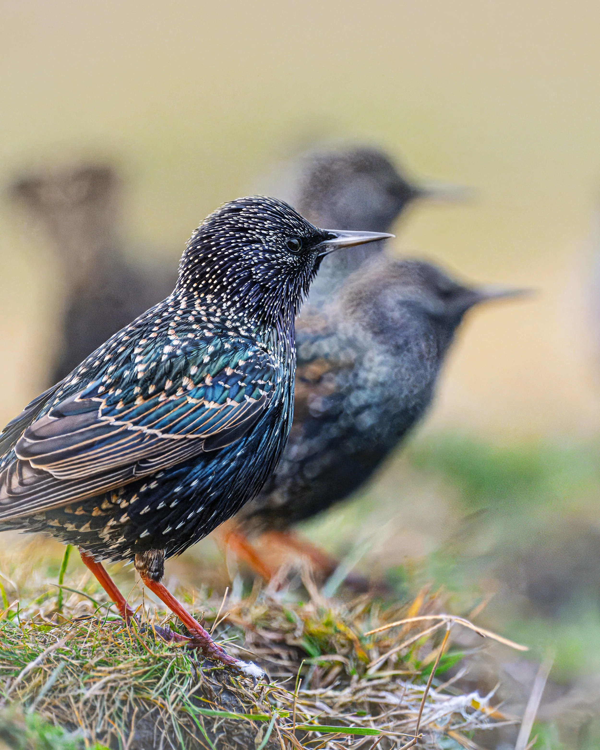 Hungary - Jan 2025  (7706)-Enhanced-NR.JPG
