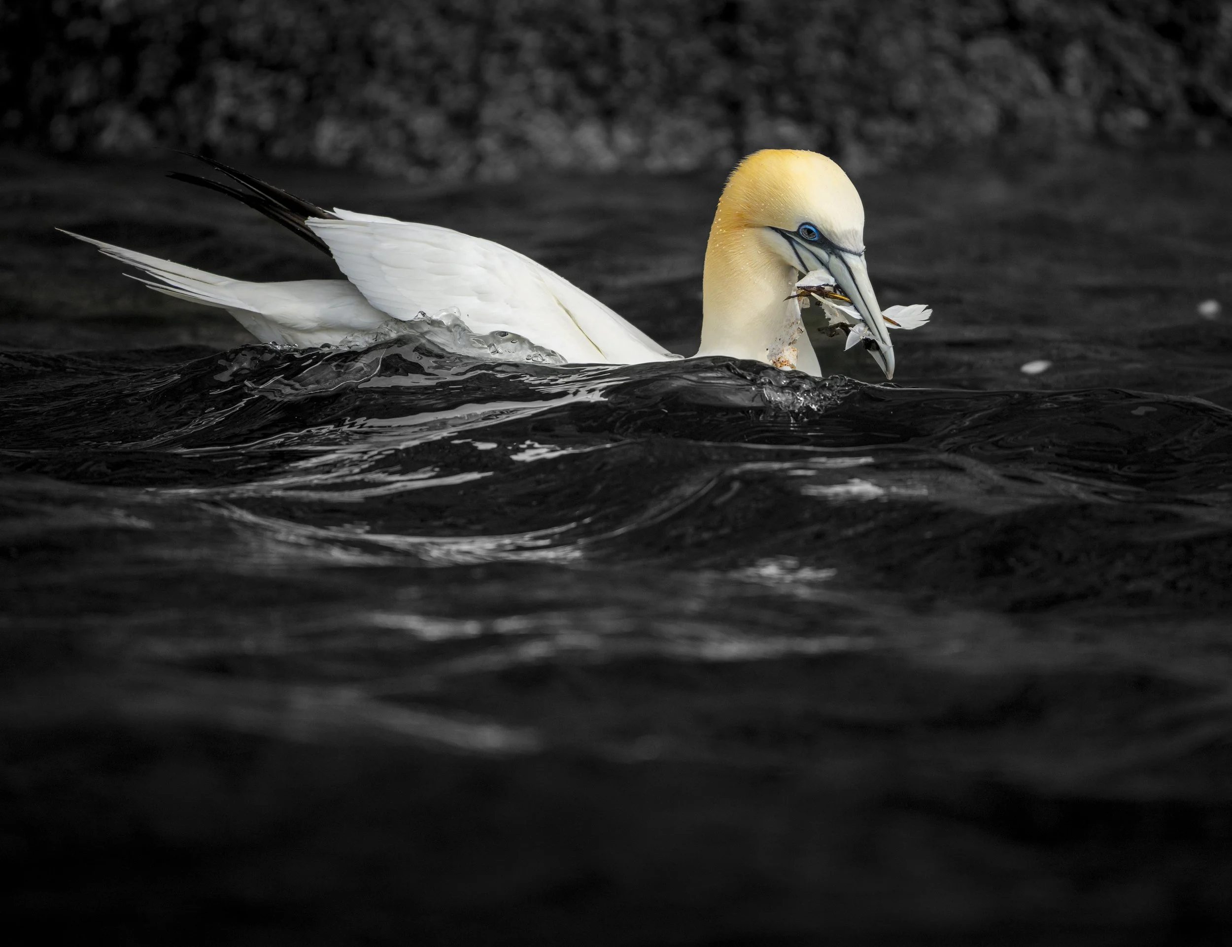 GB Coast 25 (3530).JPG