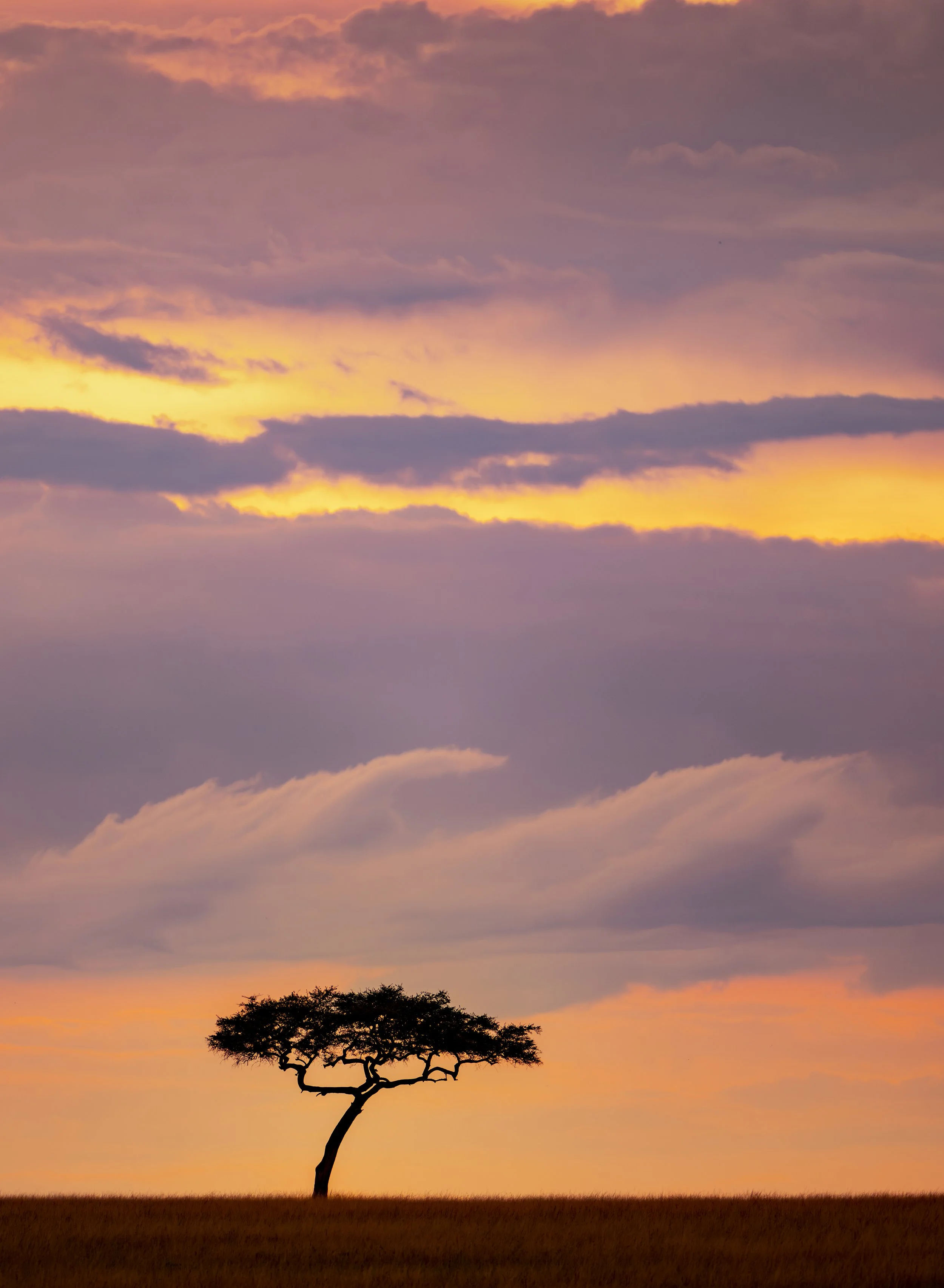 Safari Mara 2025 (7717).JPG