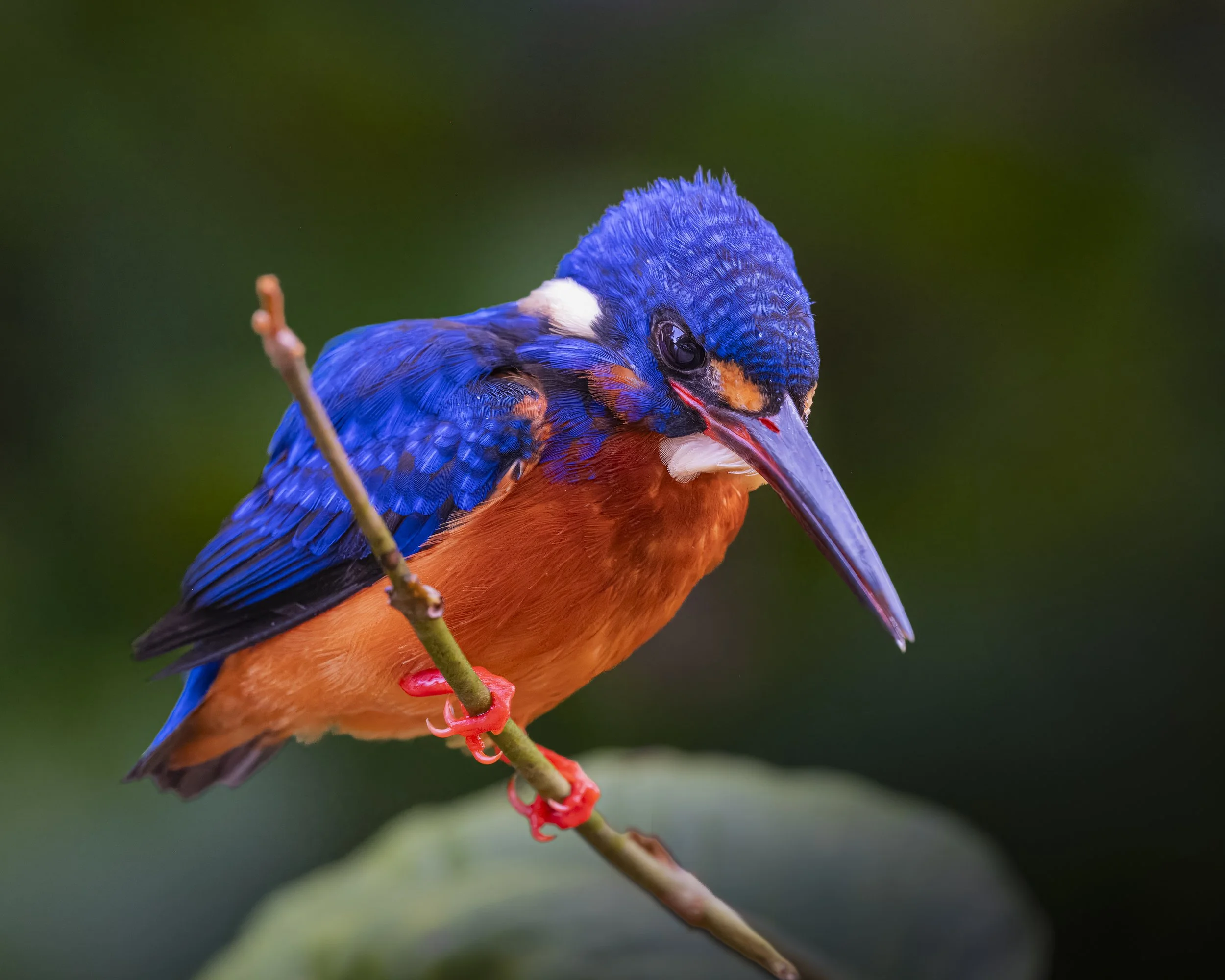 Sing & Borneo (5863)-Edit.JPG