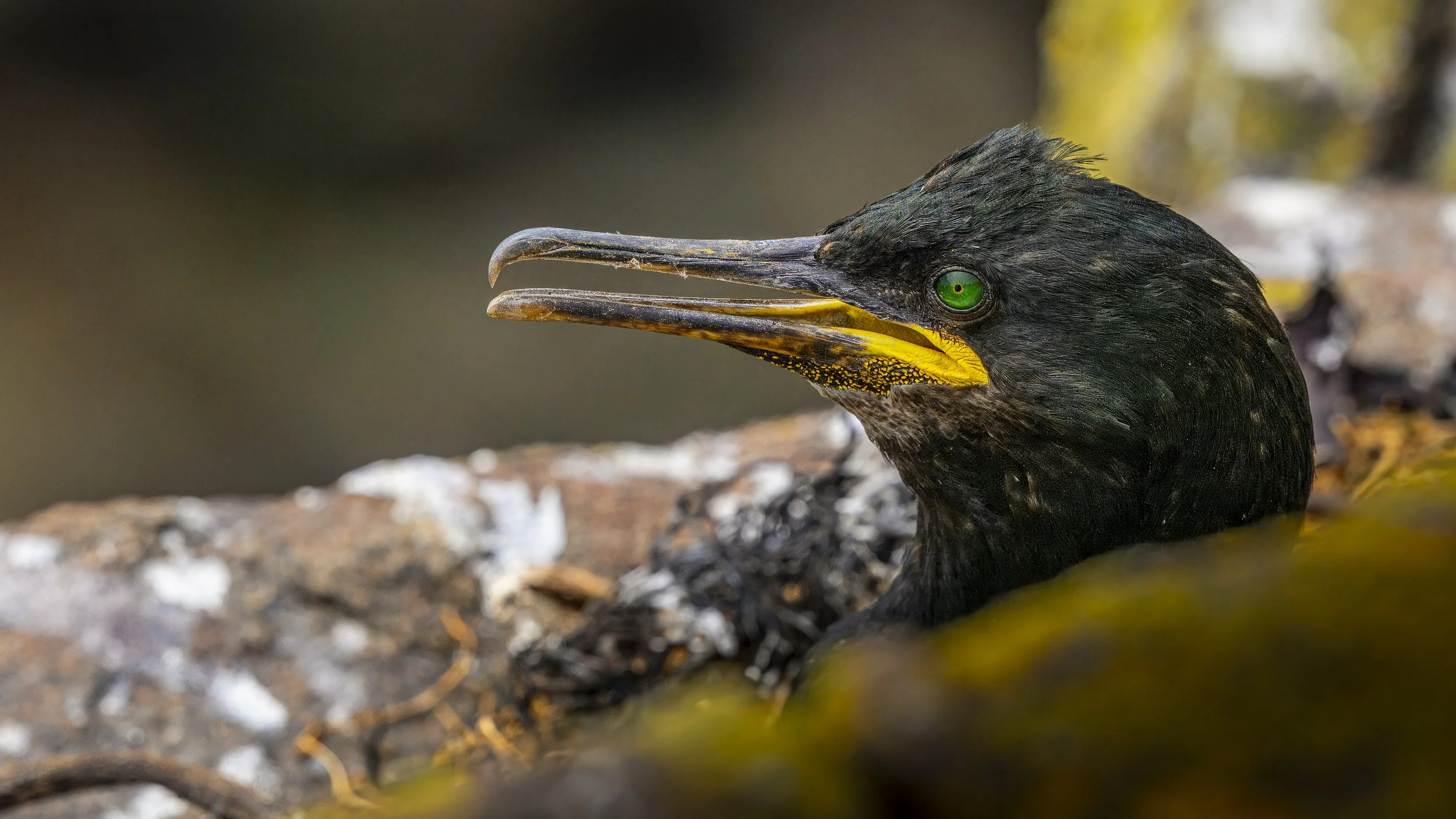 GB Coast 25 (4202).JPG