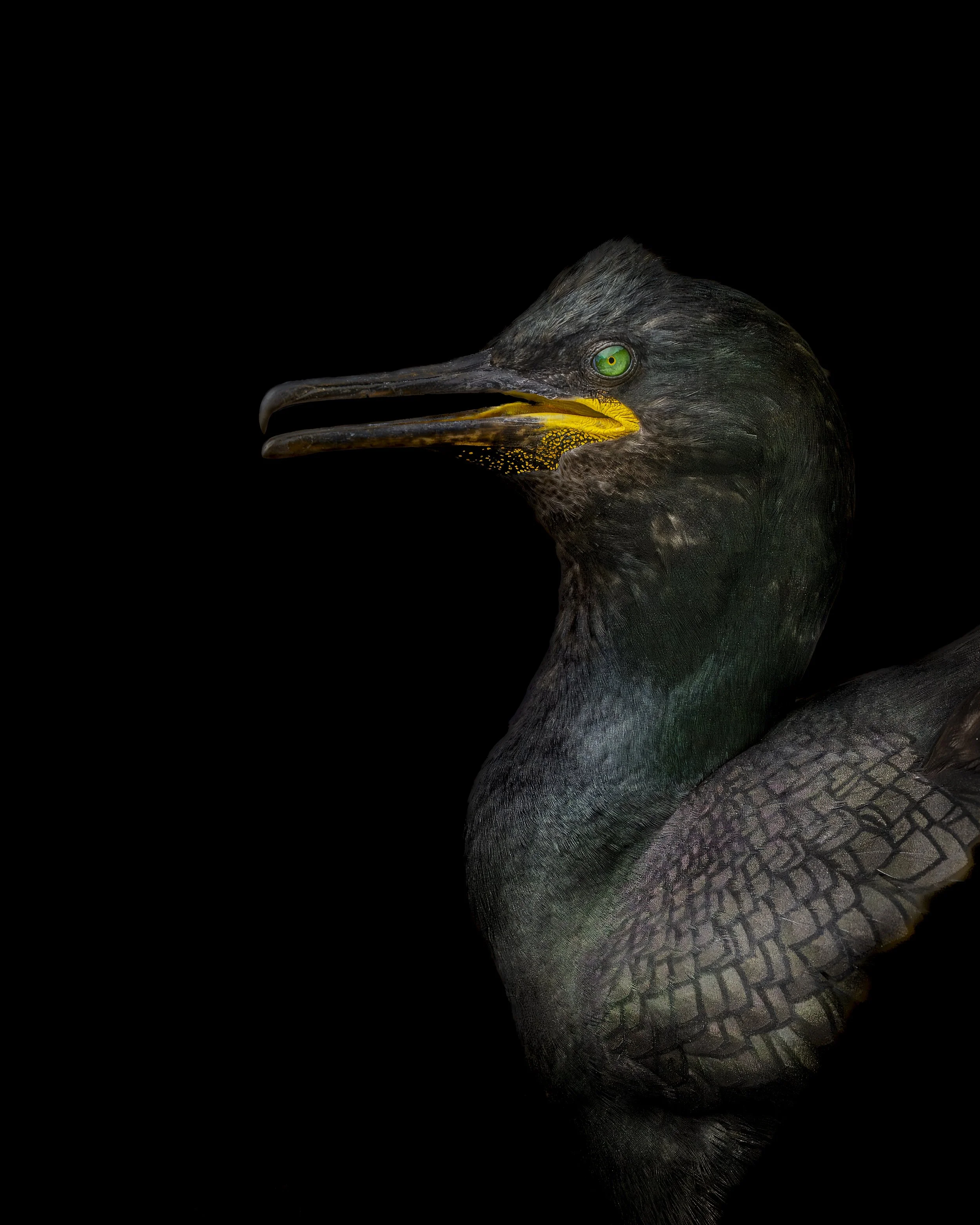 GB Coast 25 (4213).JPG