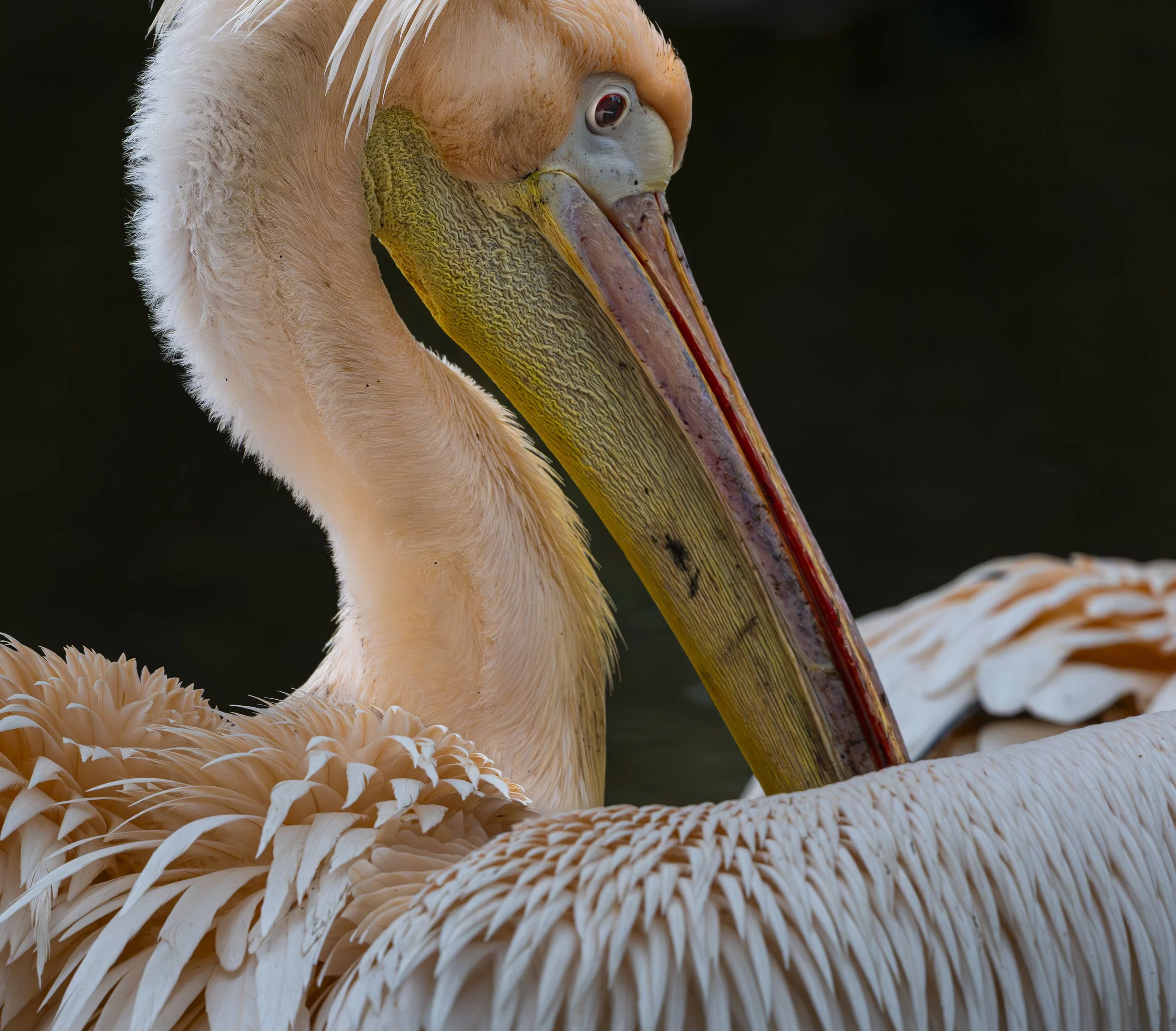 Birdworld 2025  (373)-Enhanced-NR.JPG