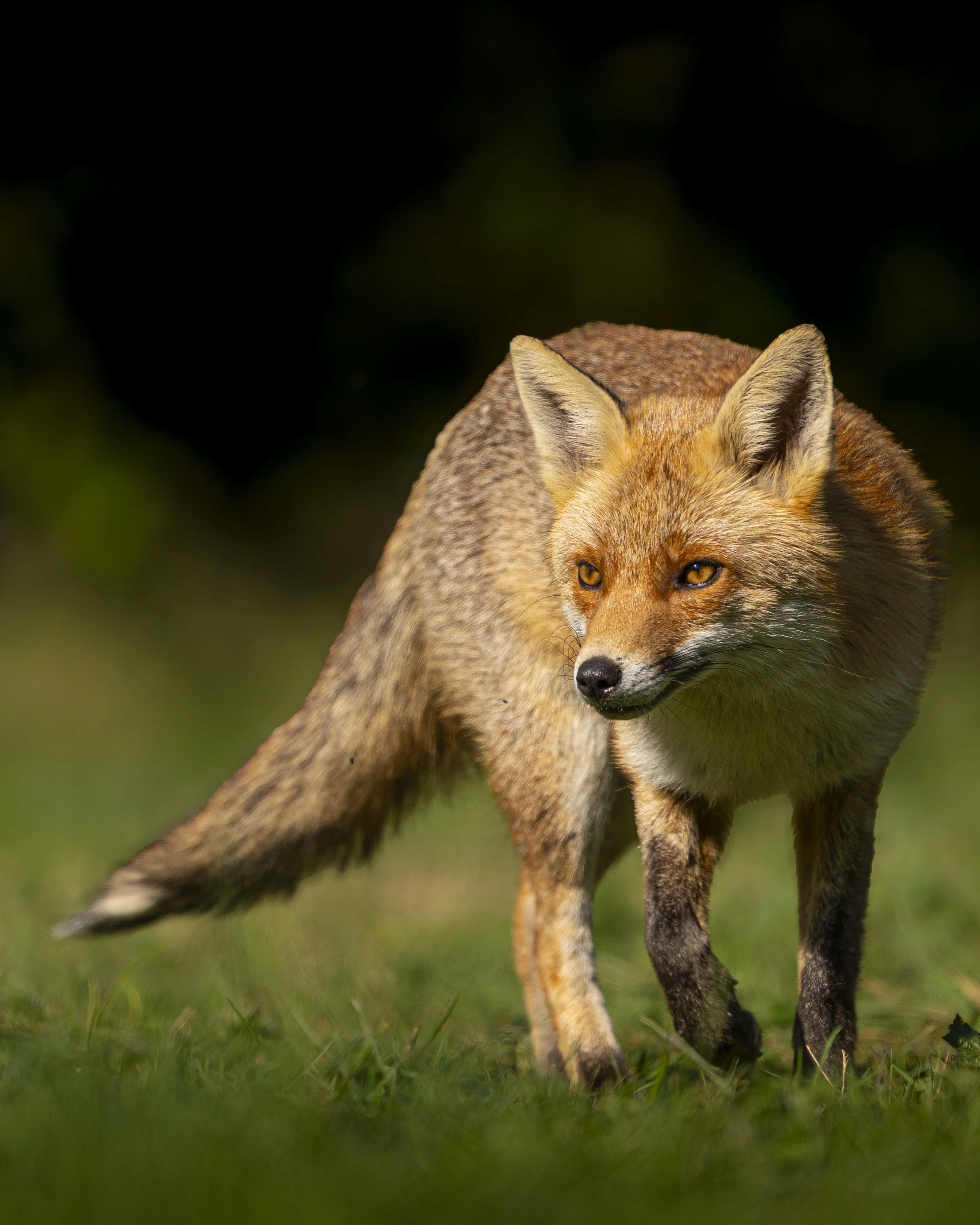 Fox Hide - Rayleigh - Apr 2025 (91).JPG