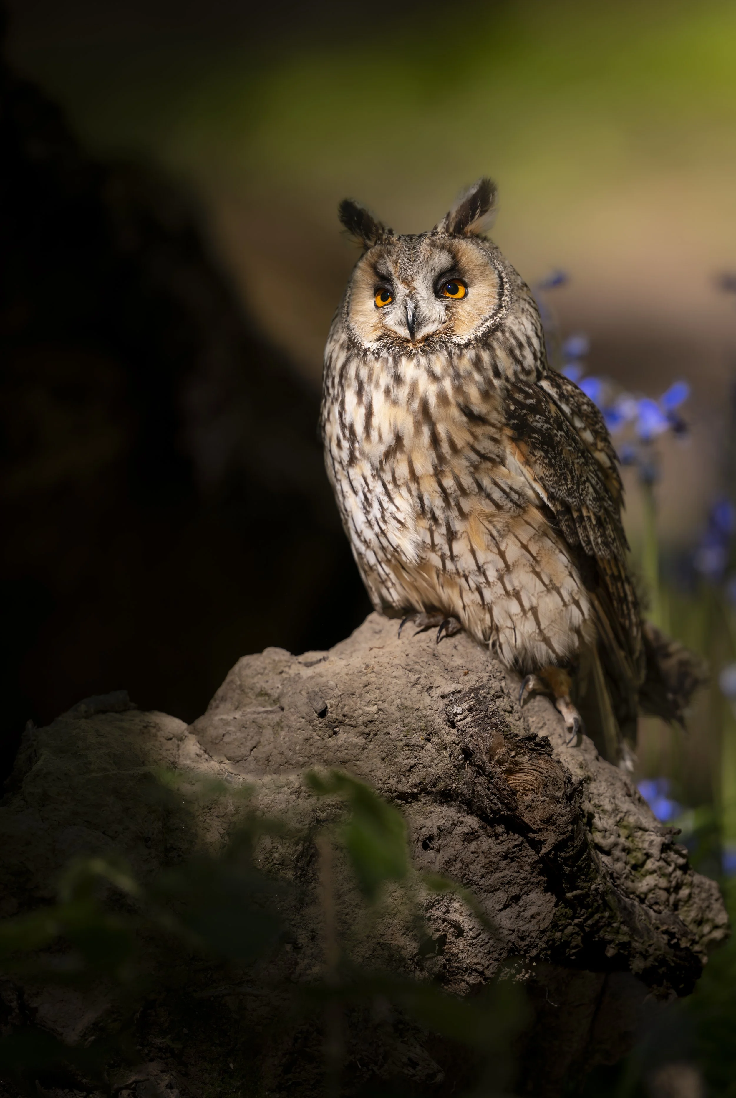 BWC - Owls in Bluebells -Apr 2026 (1083).JPG