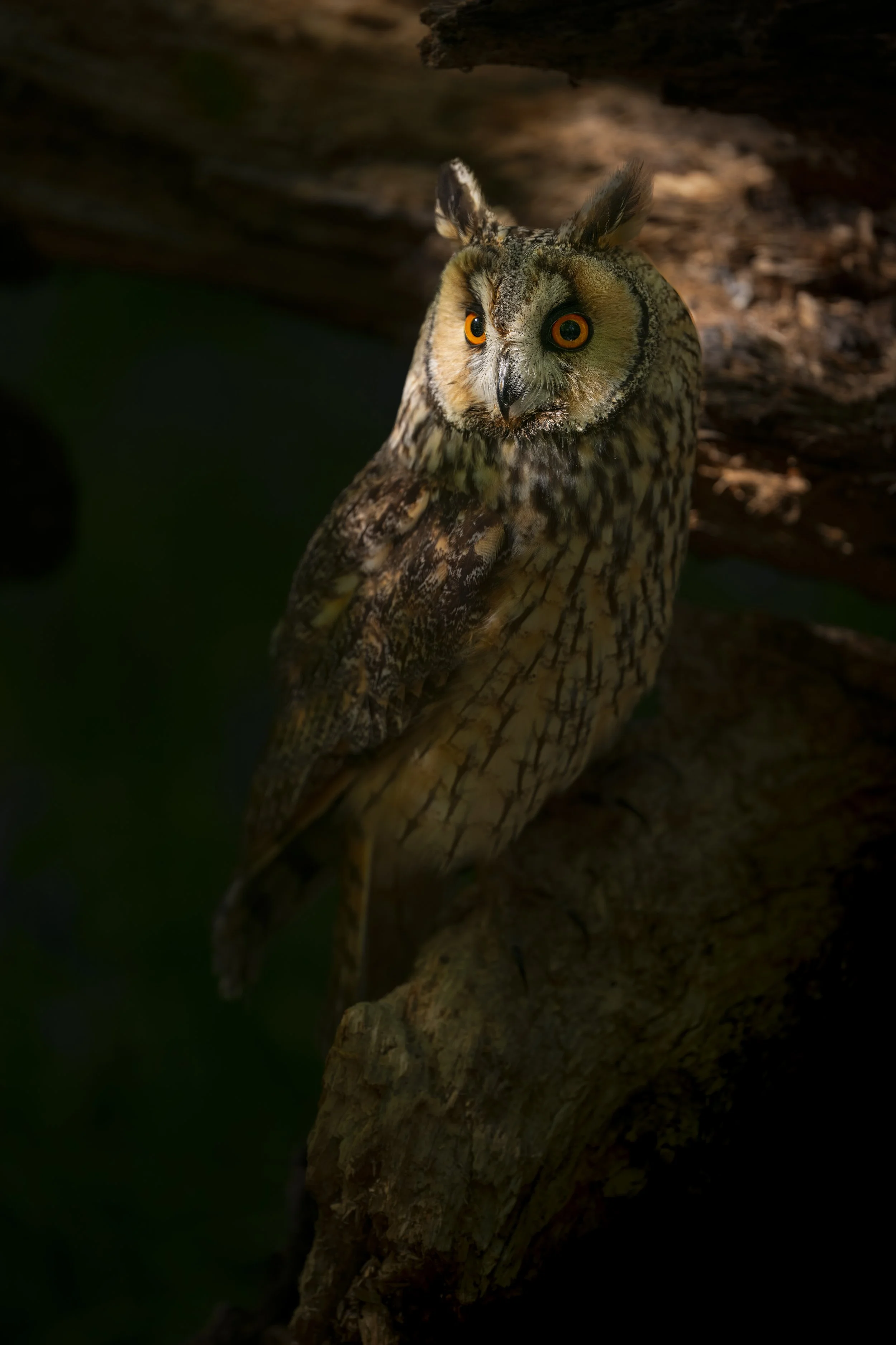 BWC - Owls in Bluebells -Apr 2026 (875).JPG